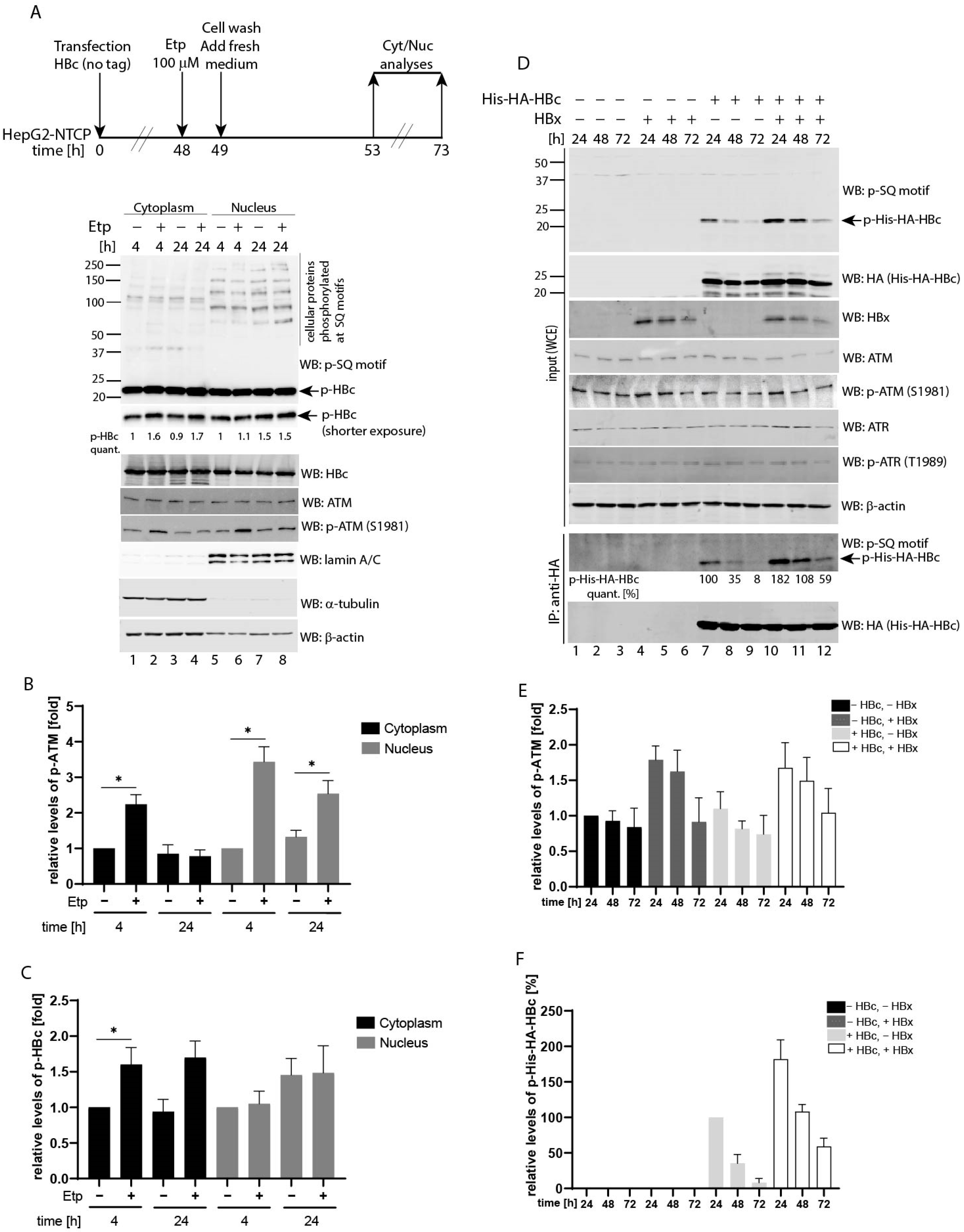 Viruses 13 02438 g004