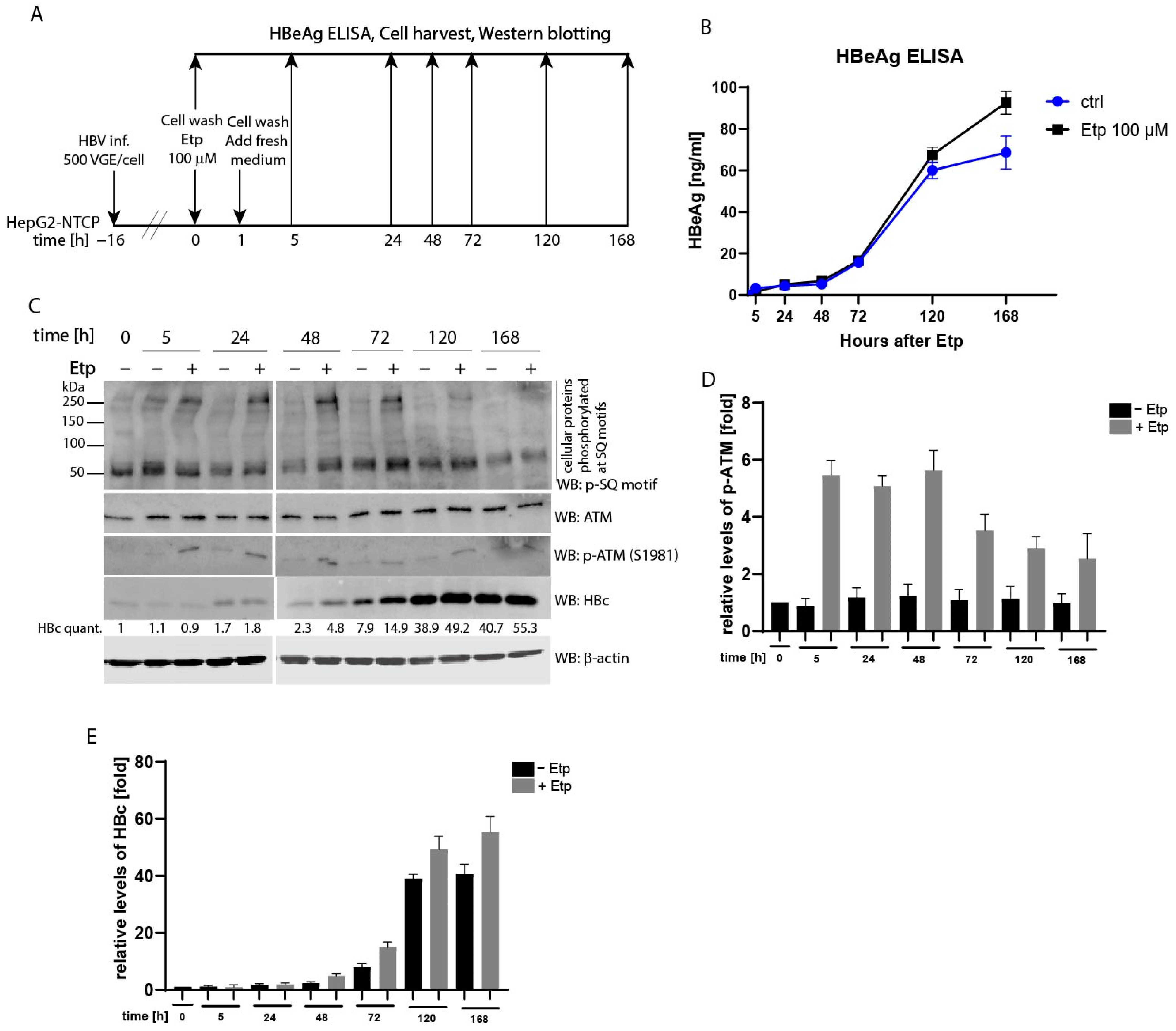 Viruses 13 02438 g005