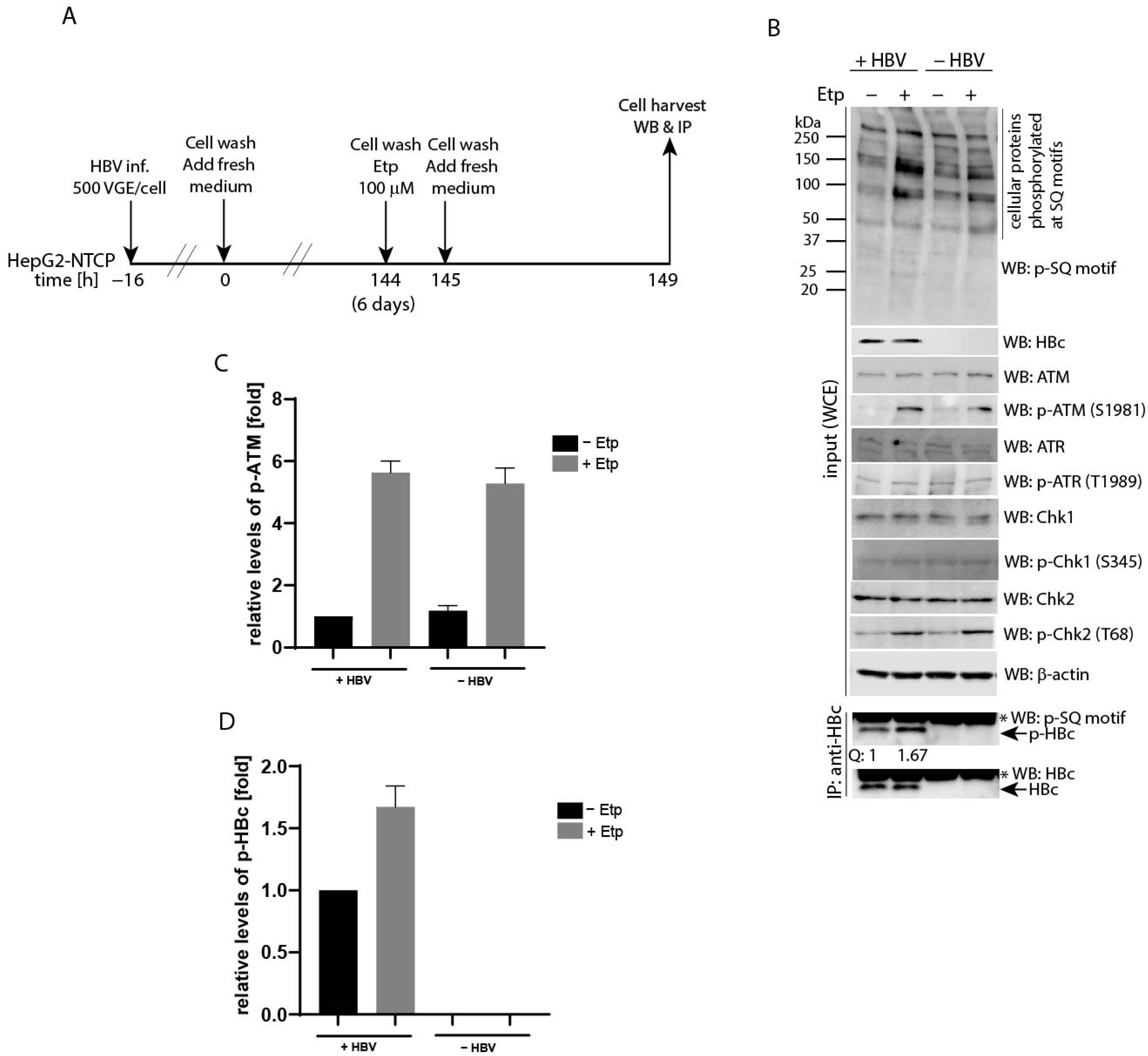 Viruses 13 02438 g007