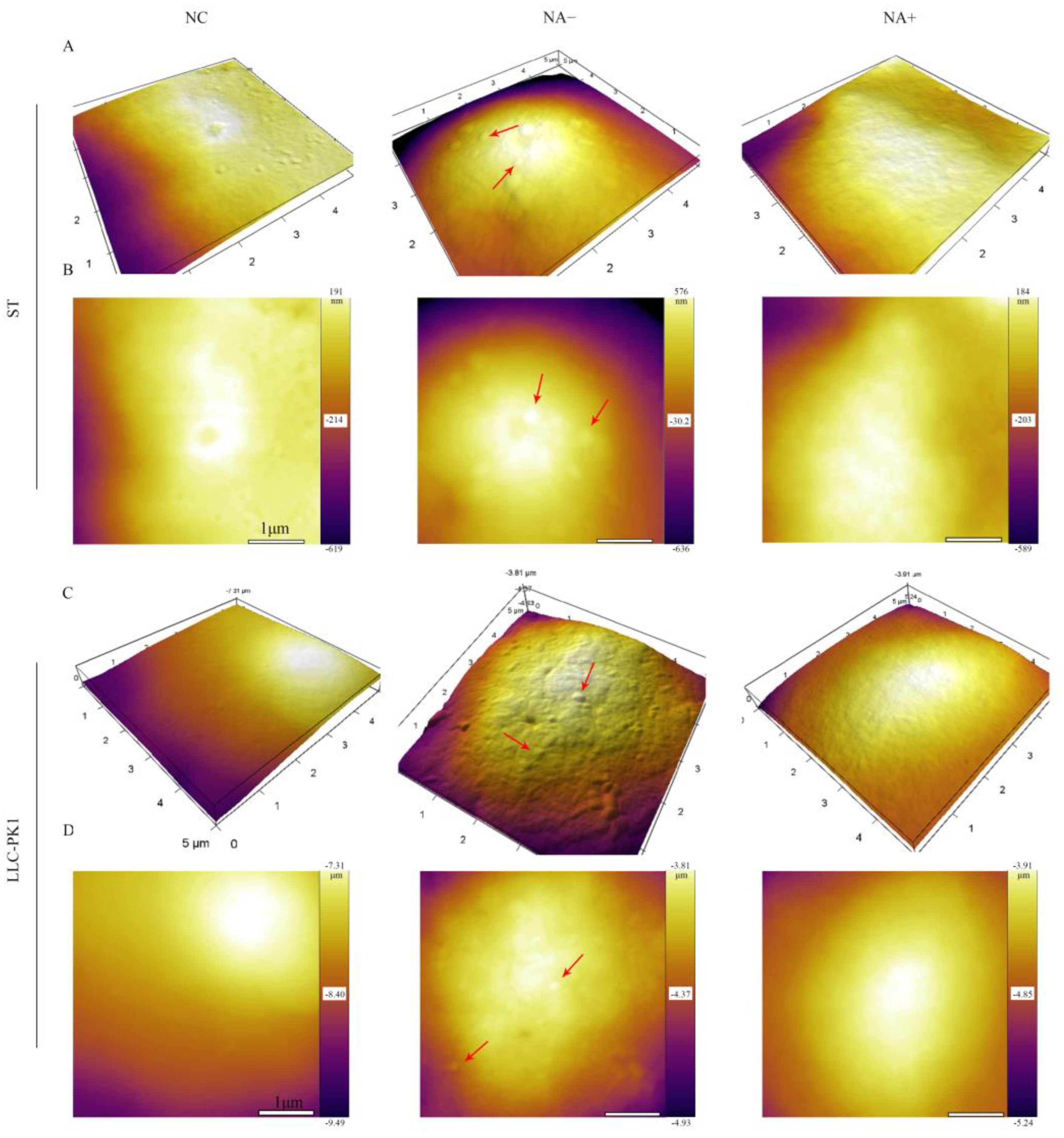 Viruses 13 02442 g004 Viruses 13 02442 g004