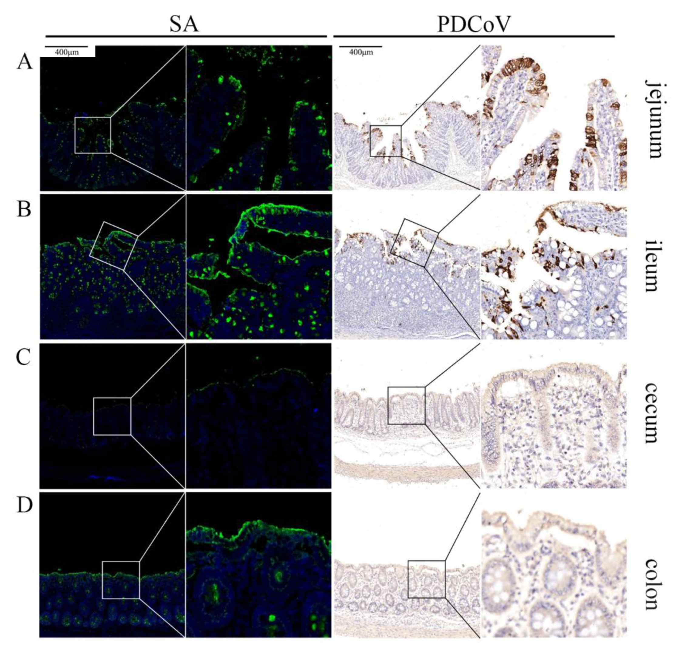 Viruses 13 02442 g005 Viruses 13 02442 g005