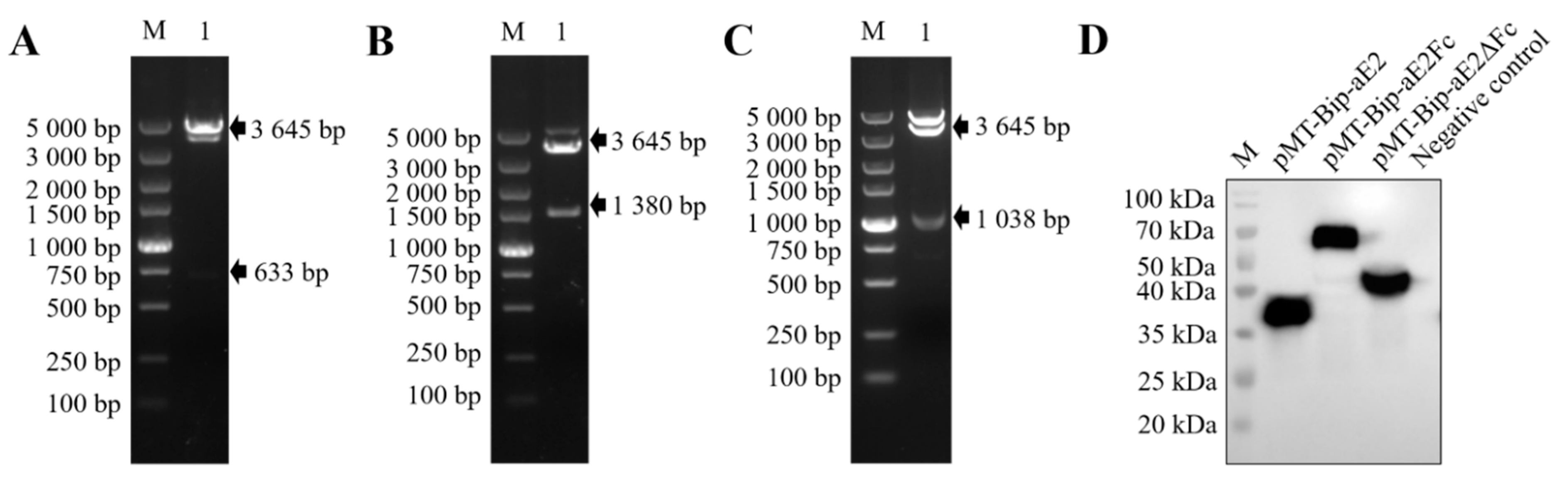 Viruses 13 02443 g001