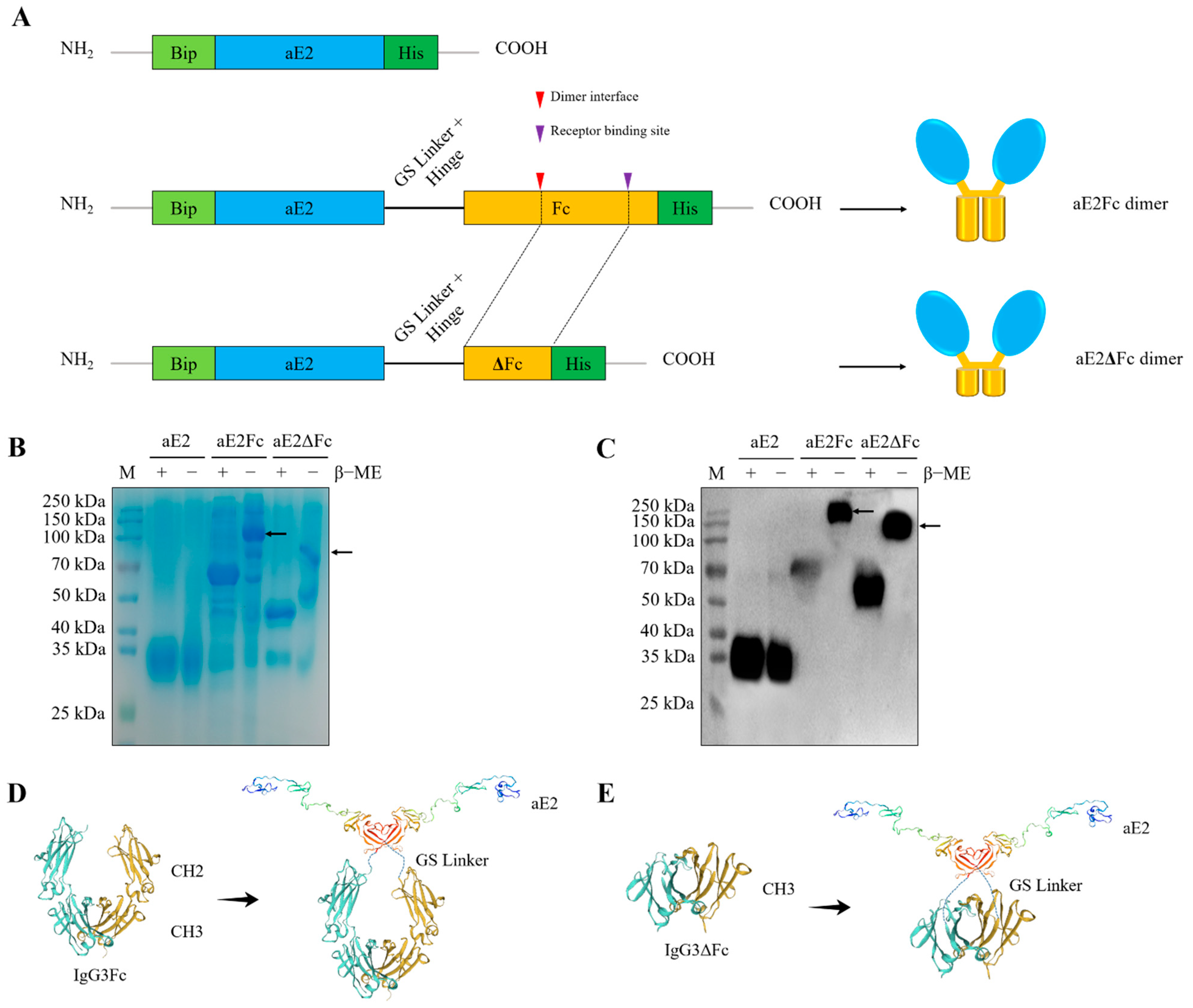 Viruses 13 02443 g003