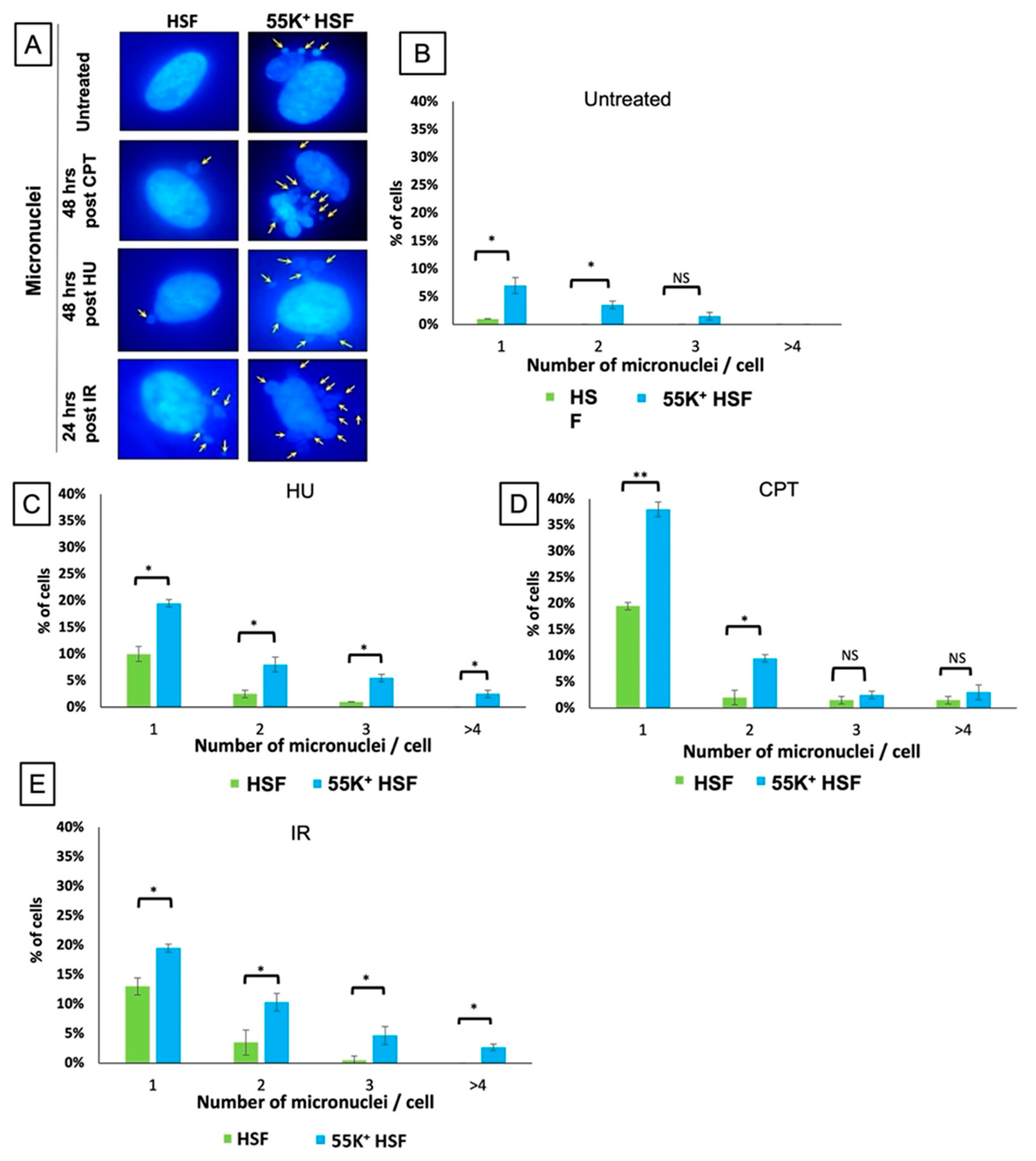 Viruses 13 02444 g002 Viruses 13 02444 g002