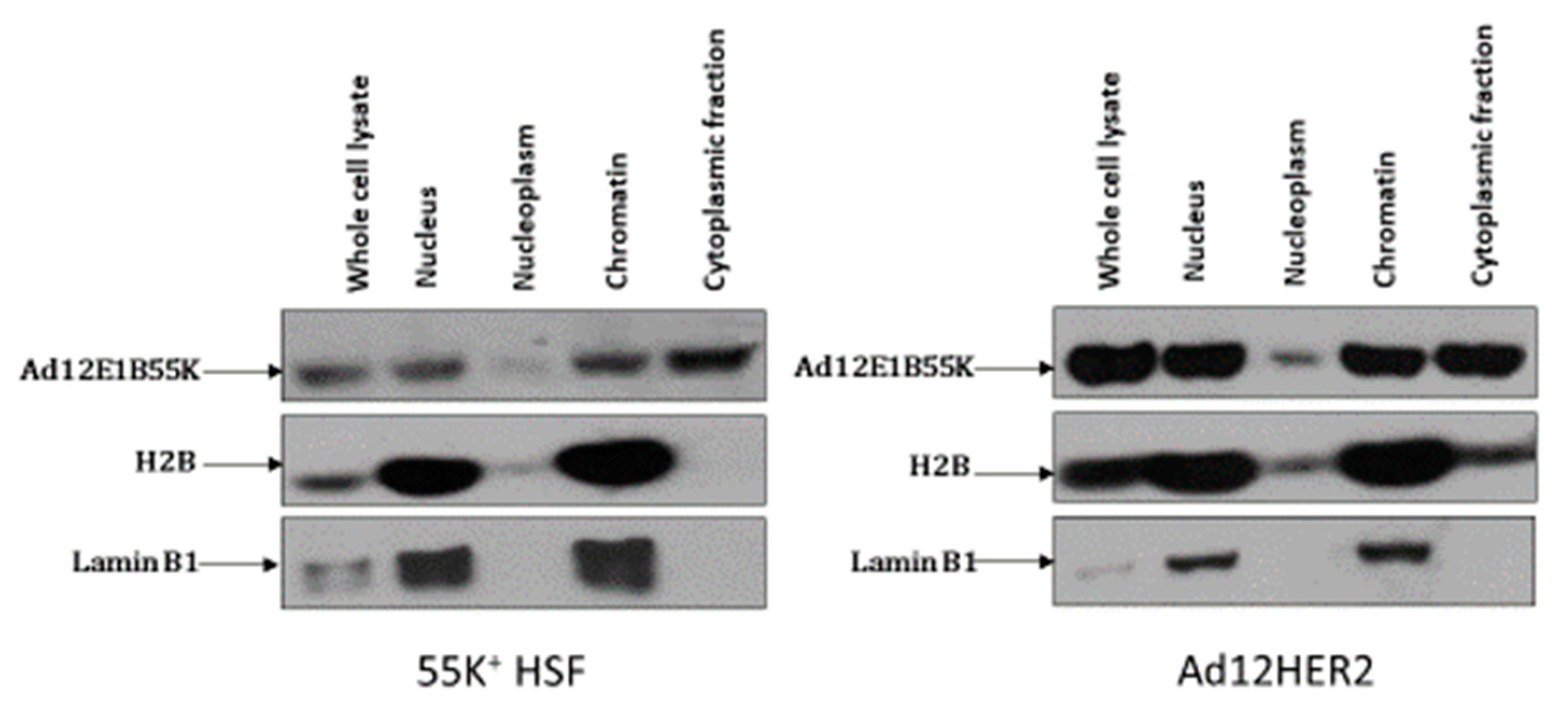 Viruses 13 02444 g010 Viruses 13 02444 g010