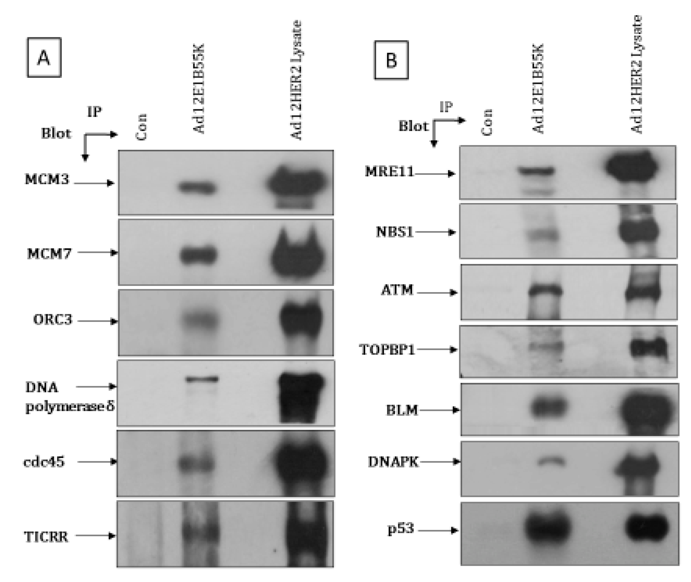 Viruses 13 02444 g011 Viruses 13 02444 g011