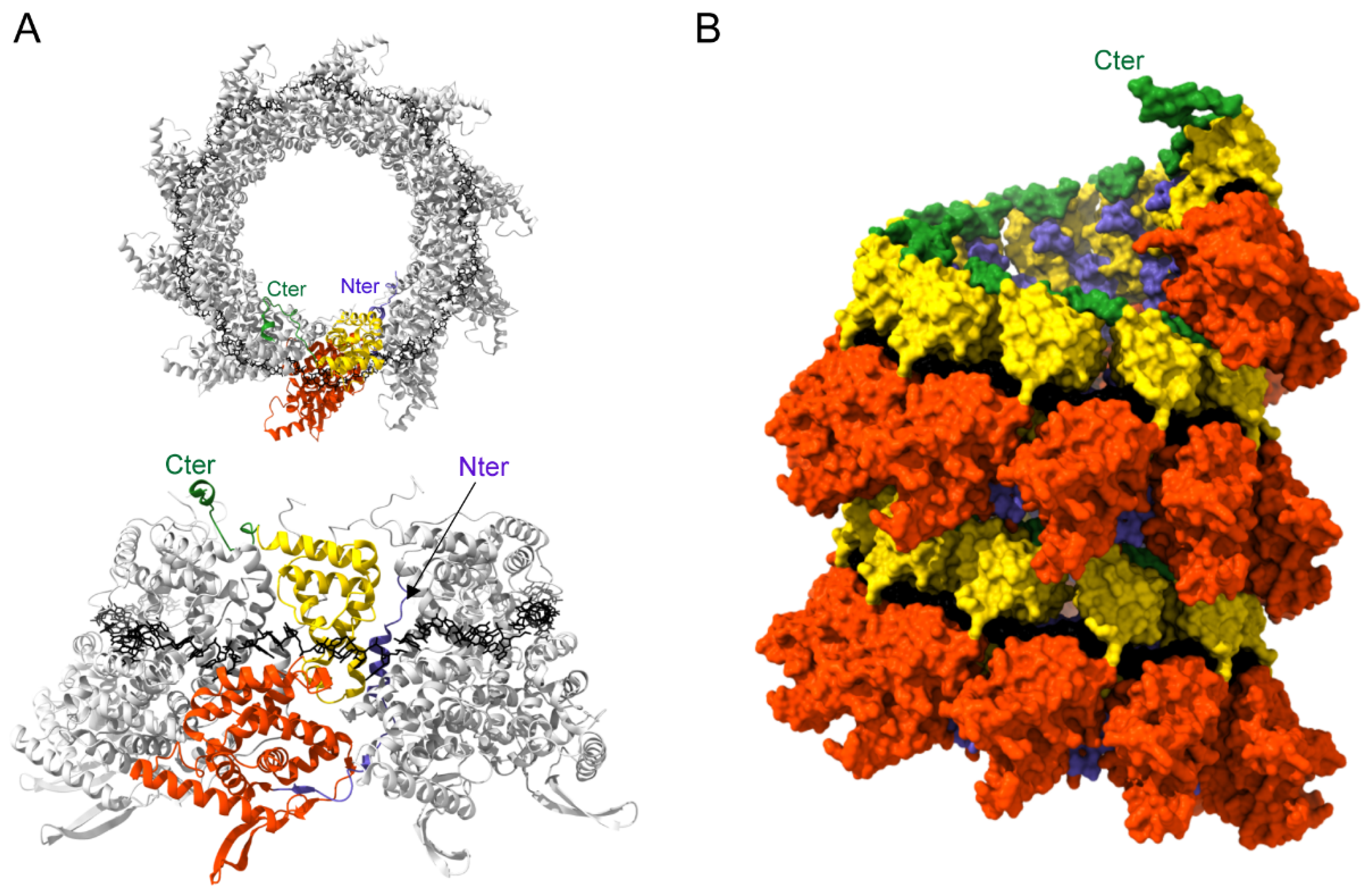 Viruses 13 02449 g005