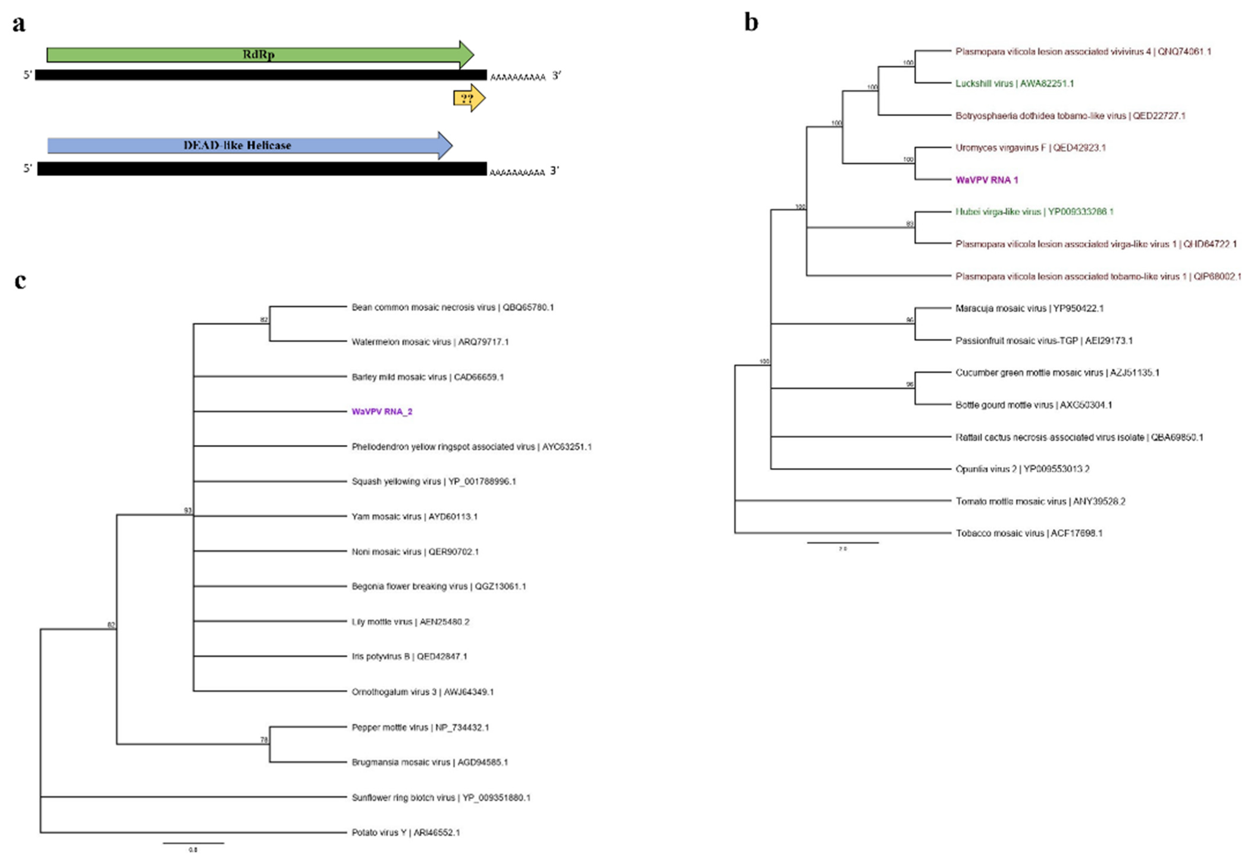 Viruses 13 02457 g003