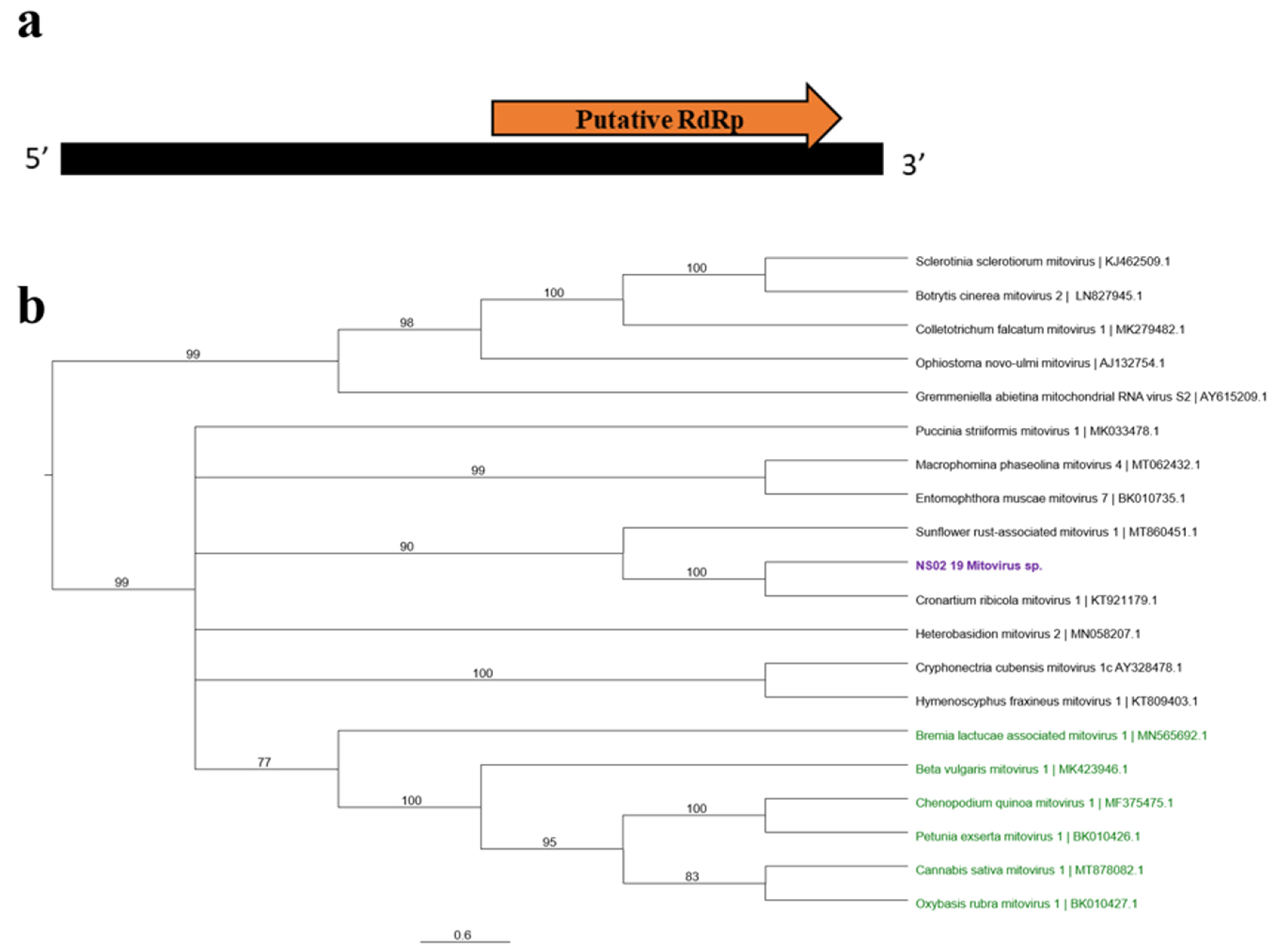 Viruses 13 02457 g005