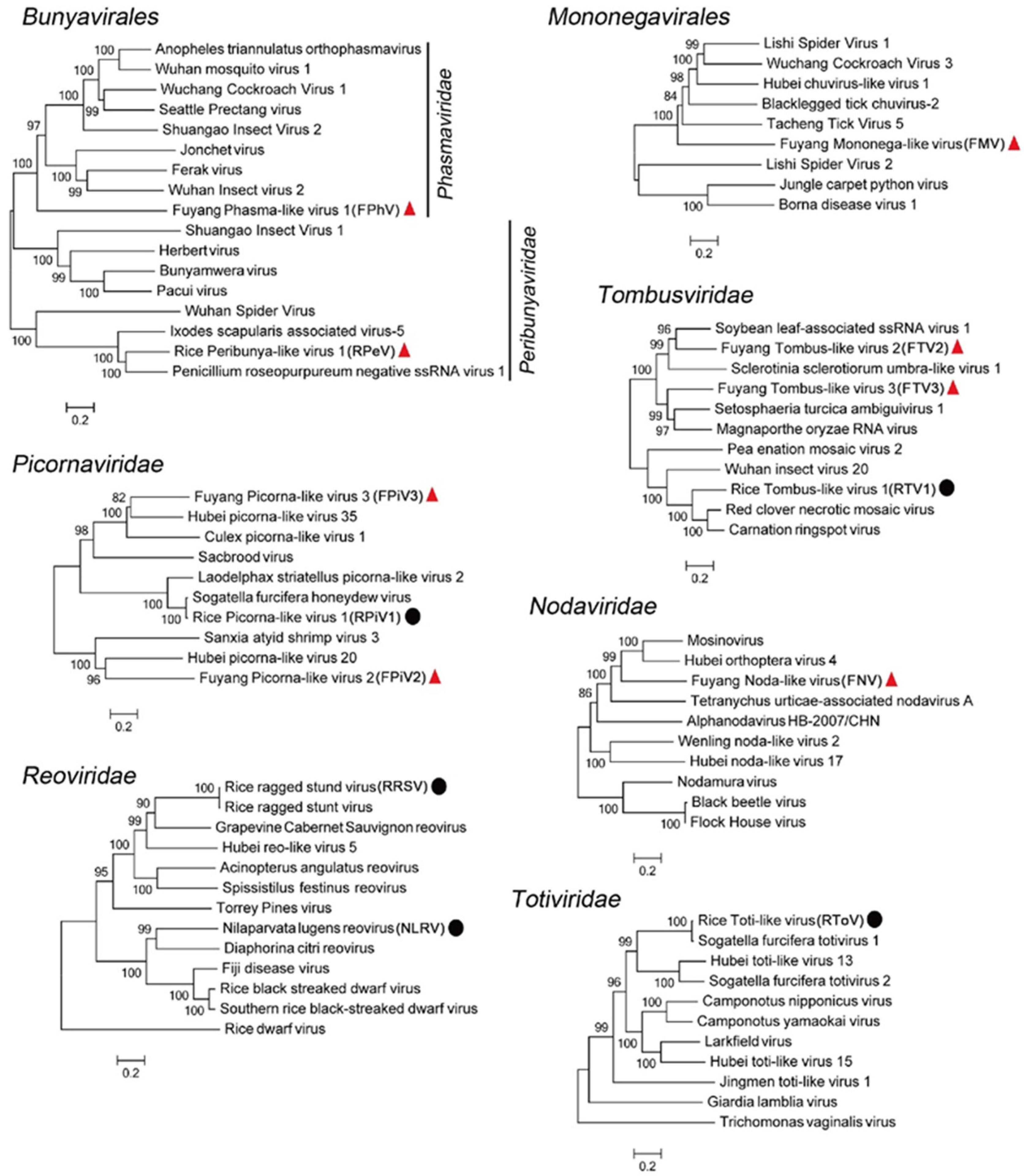 Viruses 13 02464 g003 550