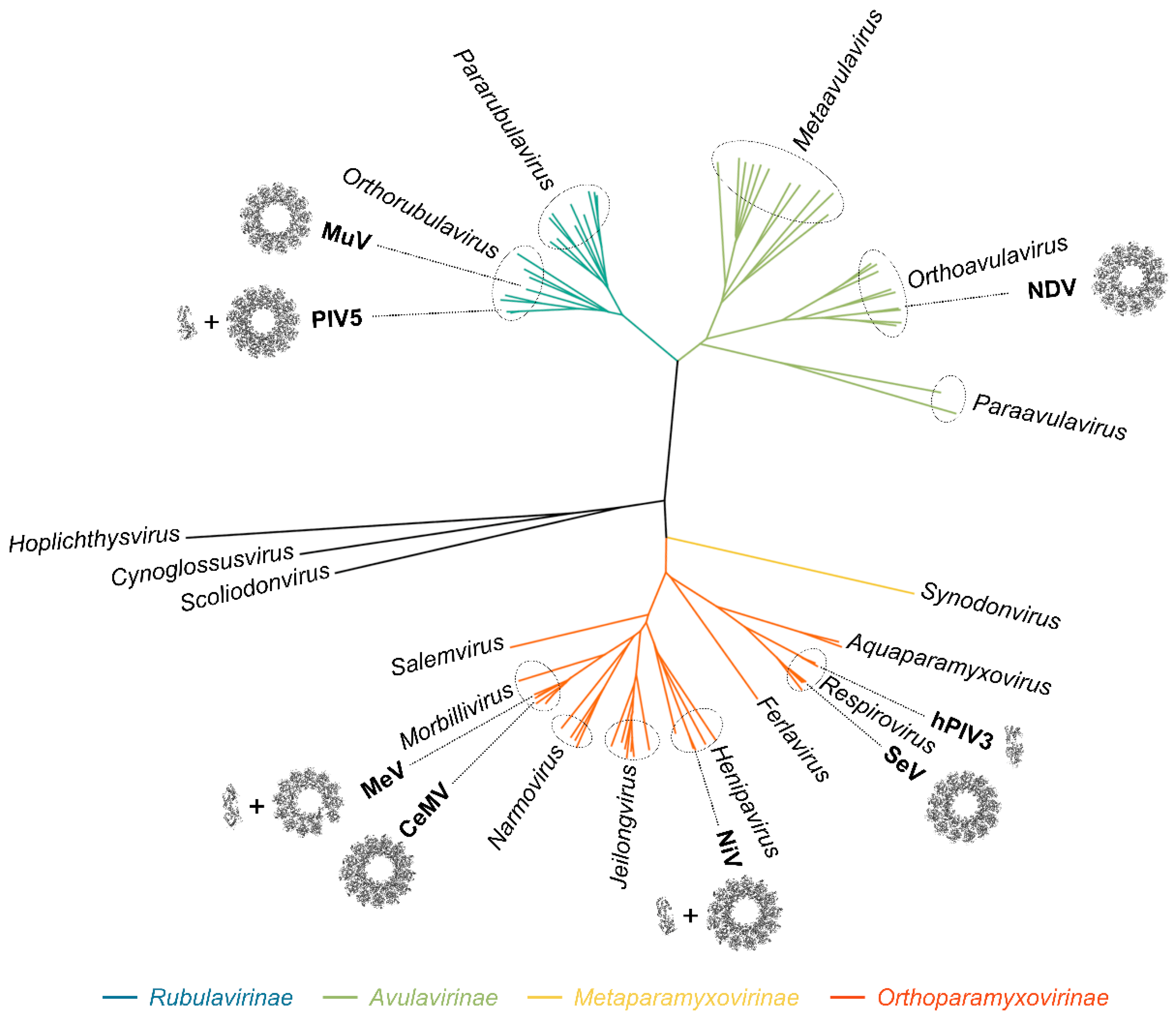 Viruses 13 02465 g001 Viruses 13 02465 g001