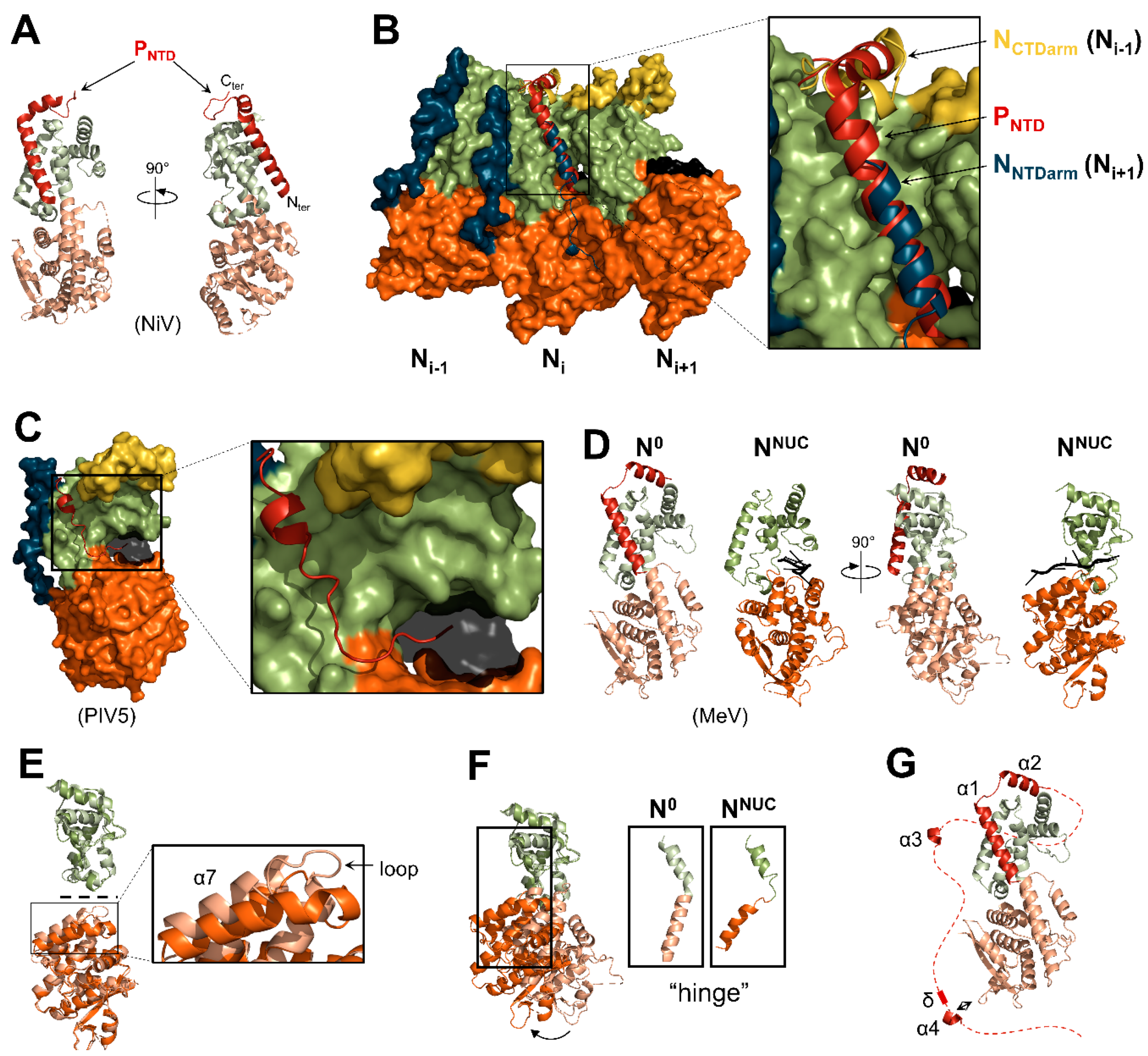 Viruses 13 02465 g008 Viruses 13 02465 g008