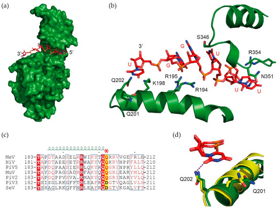 Sendai Virus and a Unified Model of Mononegavirus RNA Synthesis