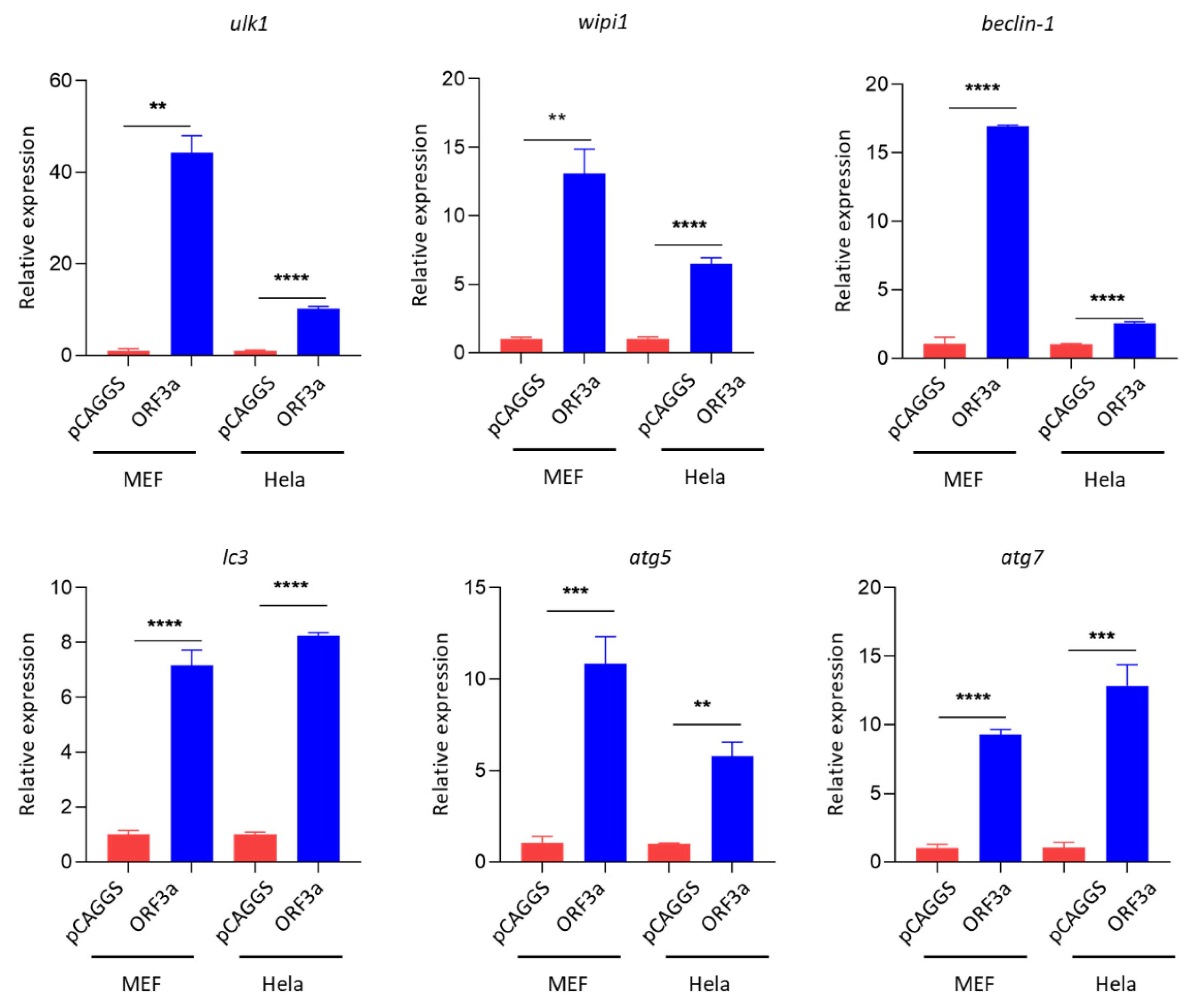 PDF) SARS-CoV-2 ORF3A interacts with the Clic-like chloride channel-1 (  CLCC1 ) and triggers an unfolded protein response