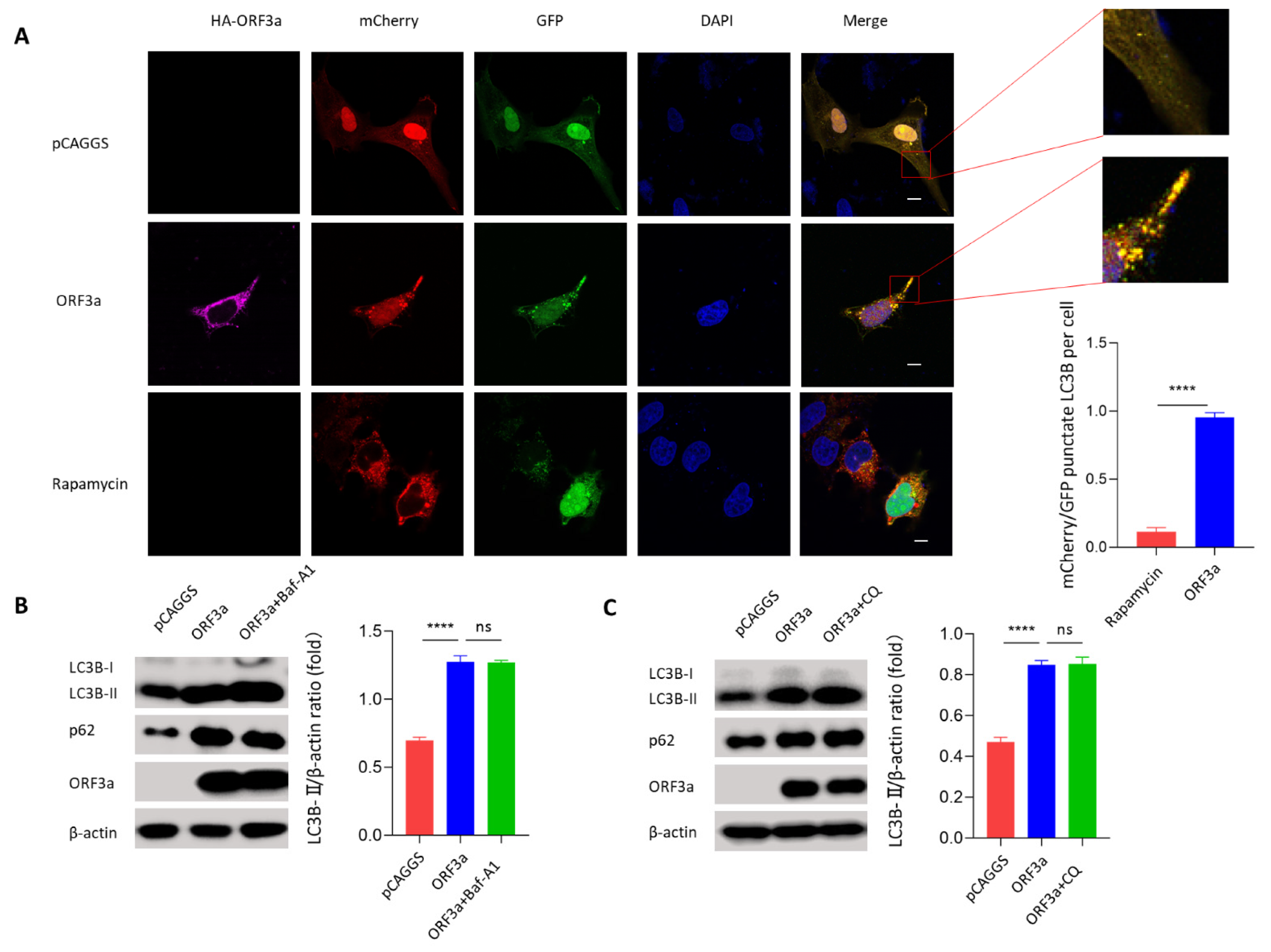 Viruses 13 02467 g003