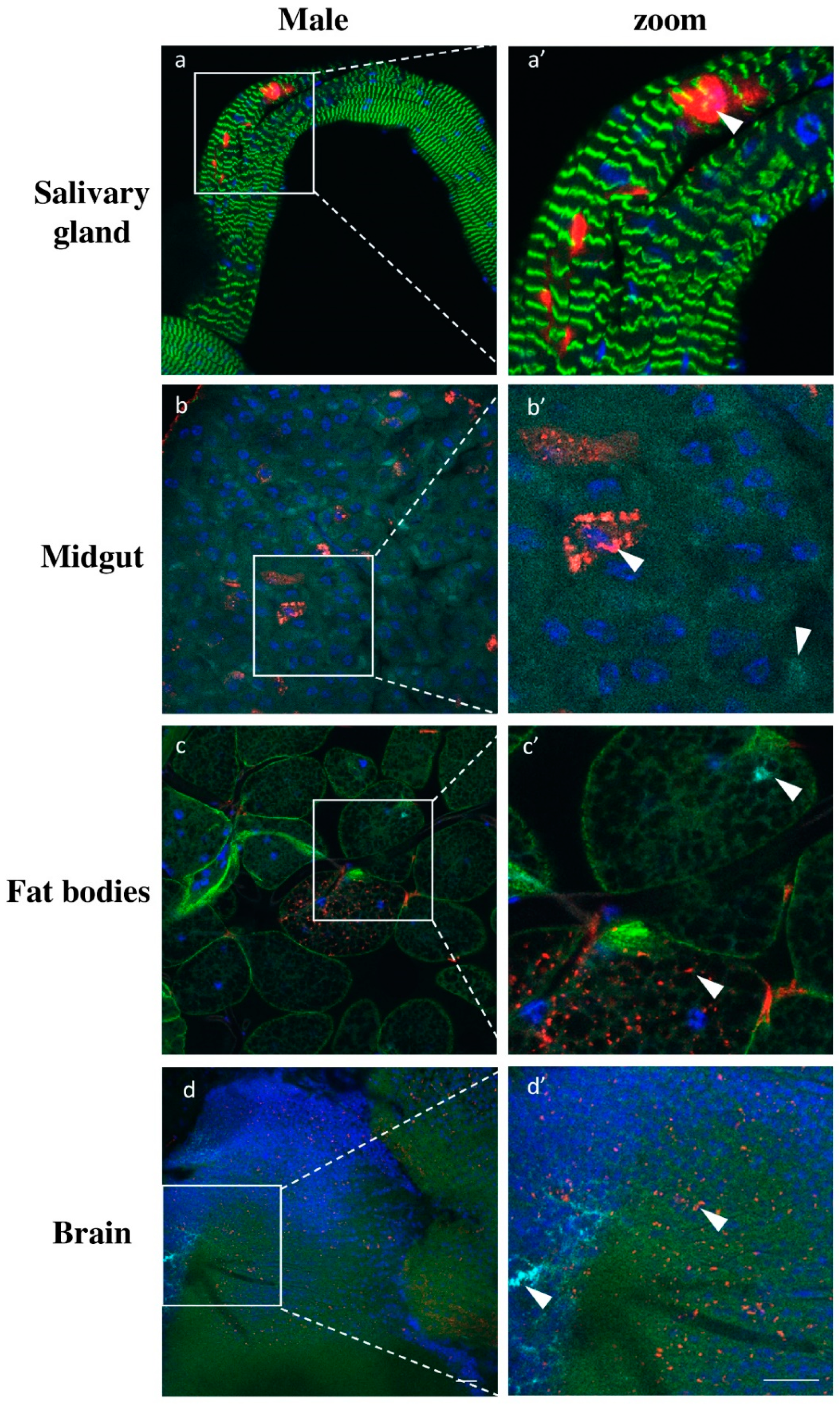 Viruses 13 02472 g008