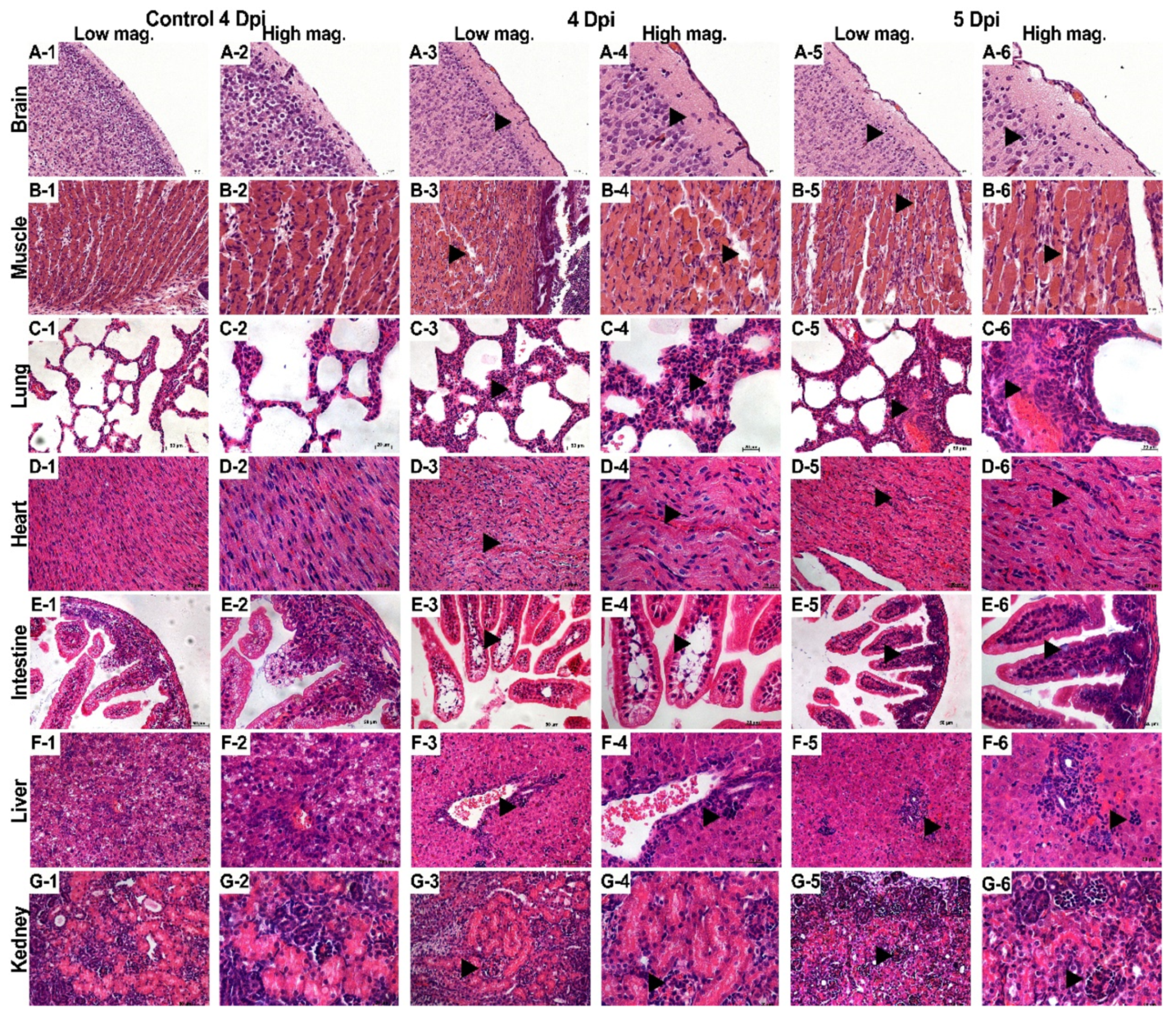 Viruses 13 02477 g003