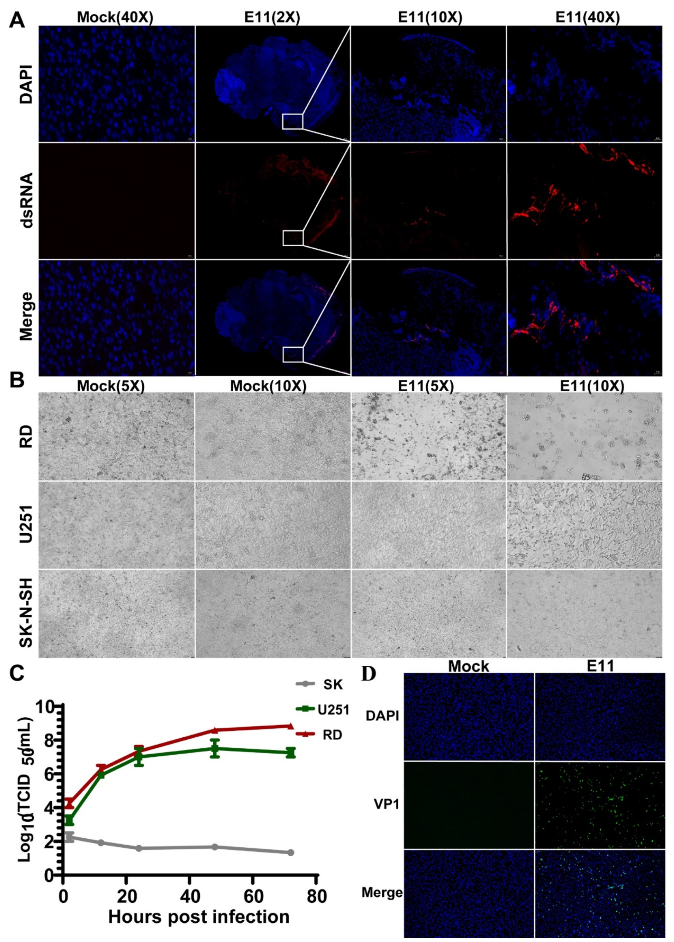 Viruses 13 02477 g005