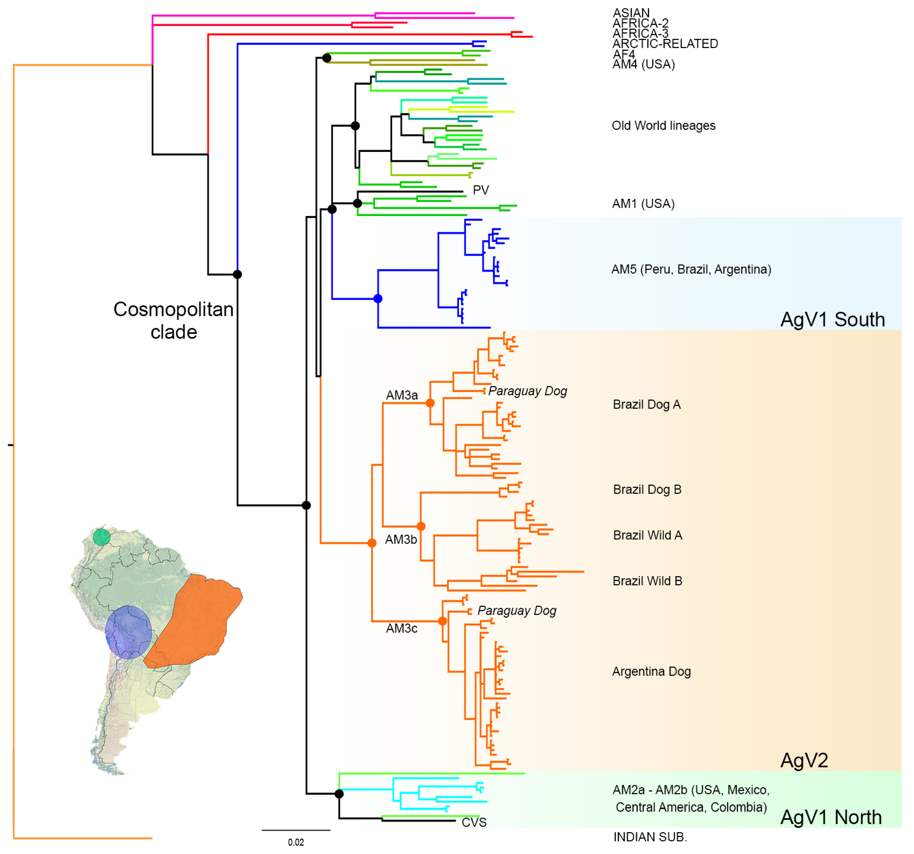 Viruses | Free Full-Text | A Novel Terrestrial Rabies Virus Lineage Occurring in South America: Origin, Diversification, and Evidence of Contact between Wild and Domestic Cycles Viruses | Free Full-Text | A Novel Terrestrial Rabies Virus Lineage Occurring in South America: Origin, Diversification, and Evidence of Contact between Wild and Domestic Cycles