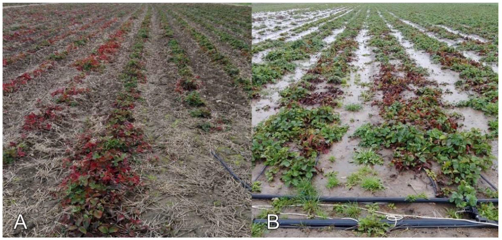 Viruses 13 02487 g003 550