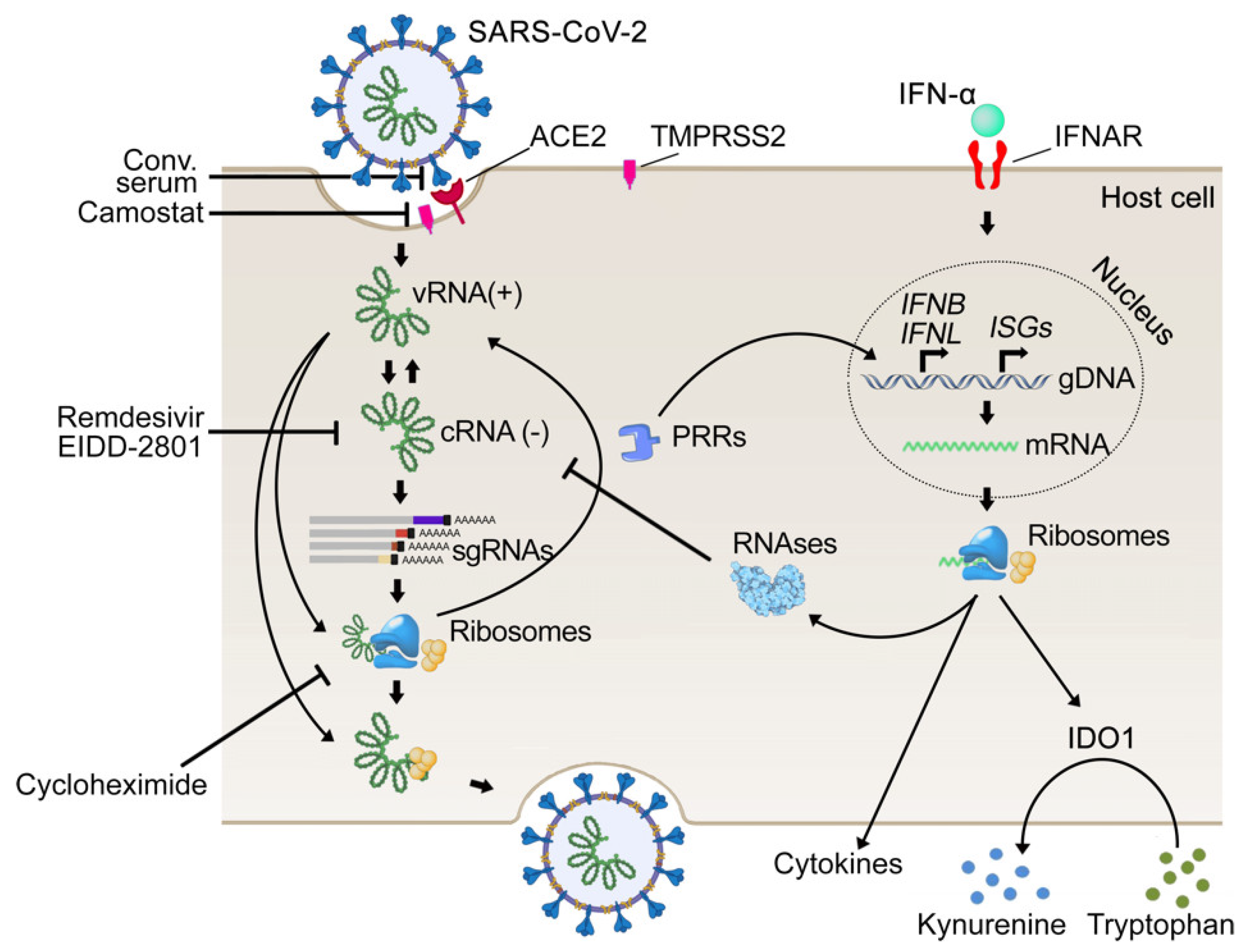 Viruses Free FullText Synergistic InterferonAlphaBased