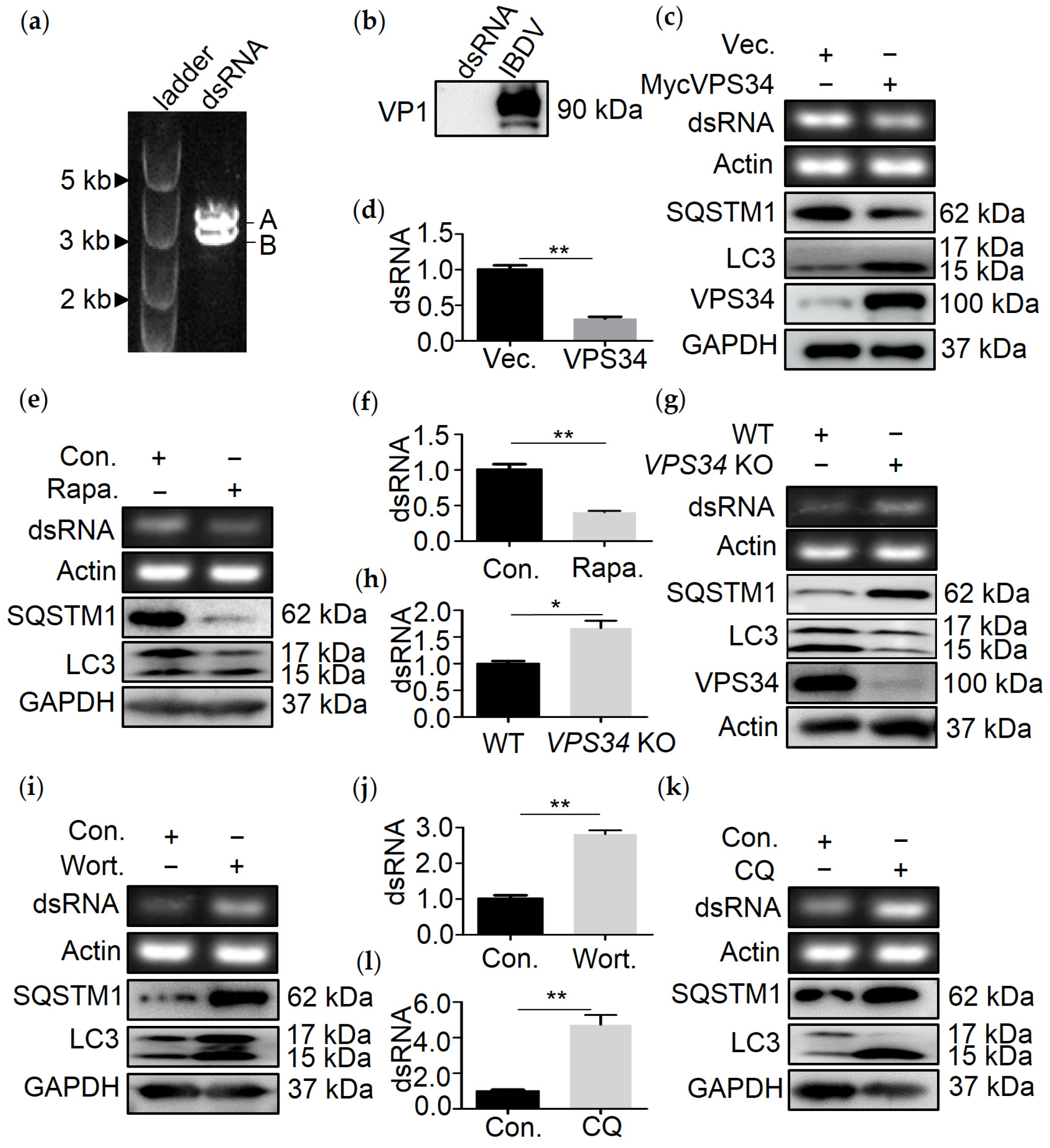 Viruses | Free Full-Text | The Autophagy Cargo Receptor SQSTM1
