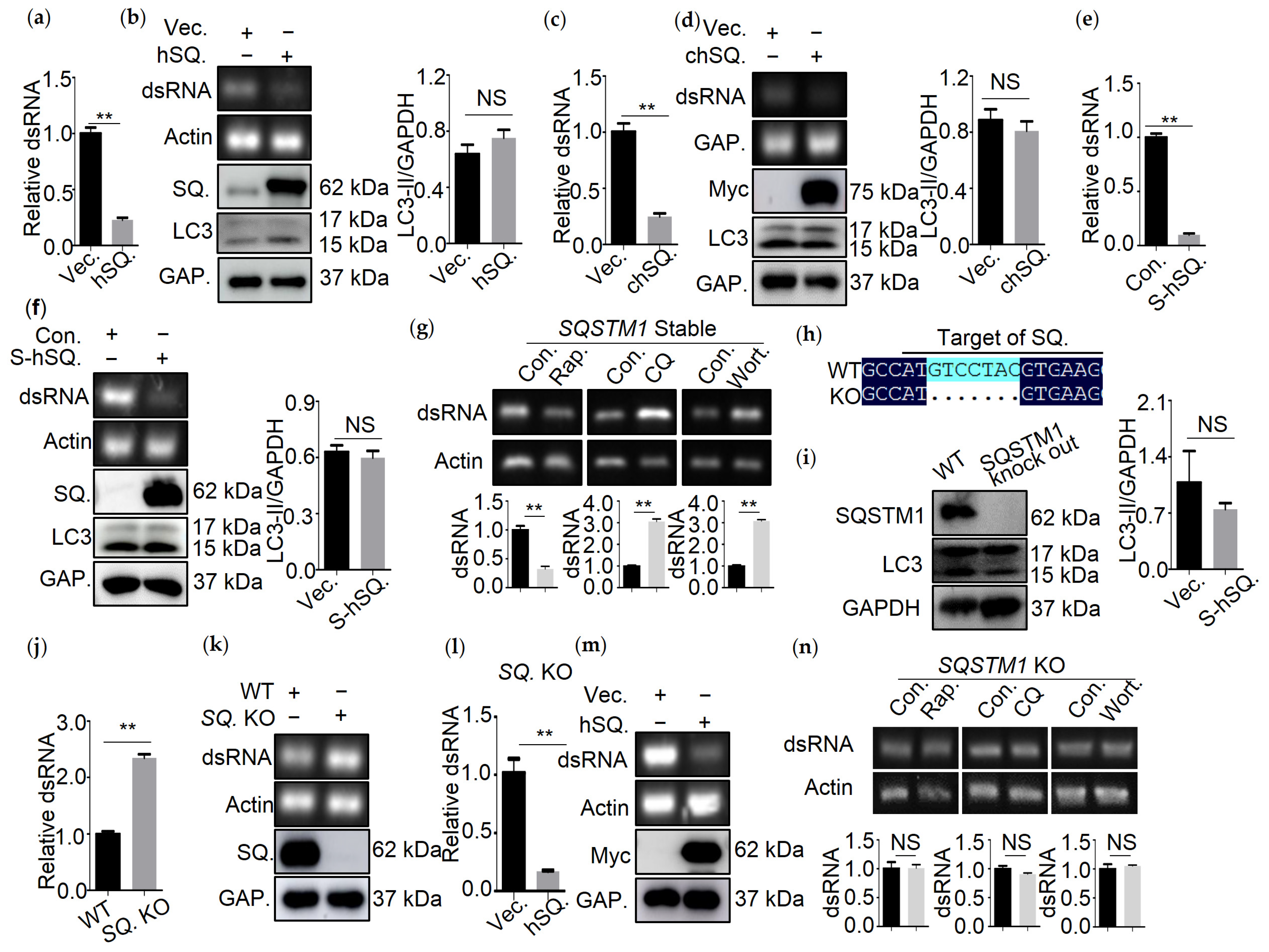 Viruses 13 02494 g002