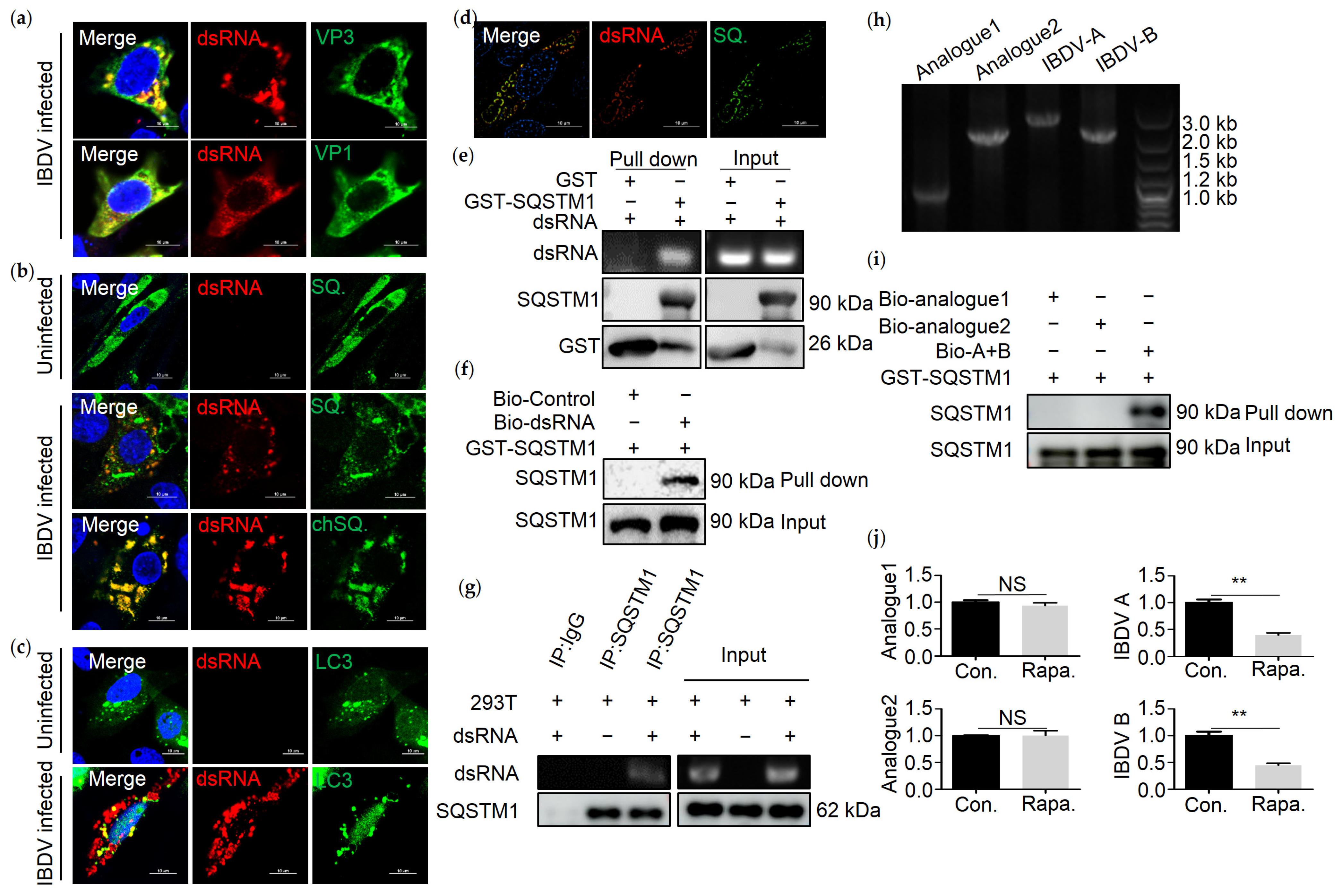 Viruses 13 02494 g003