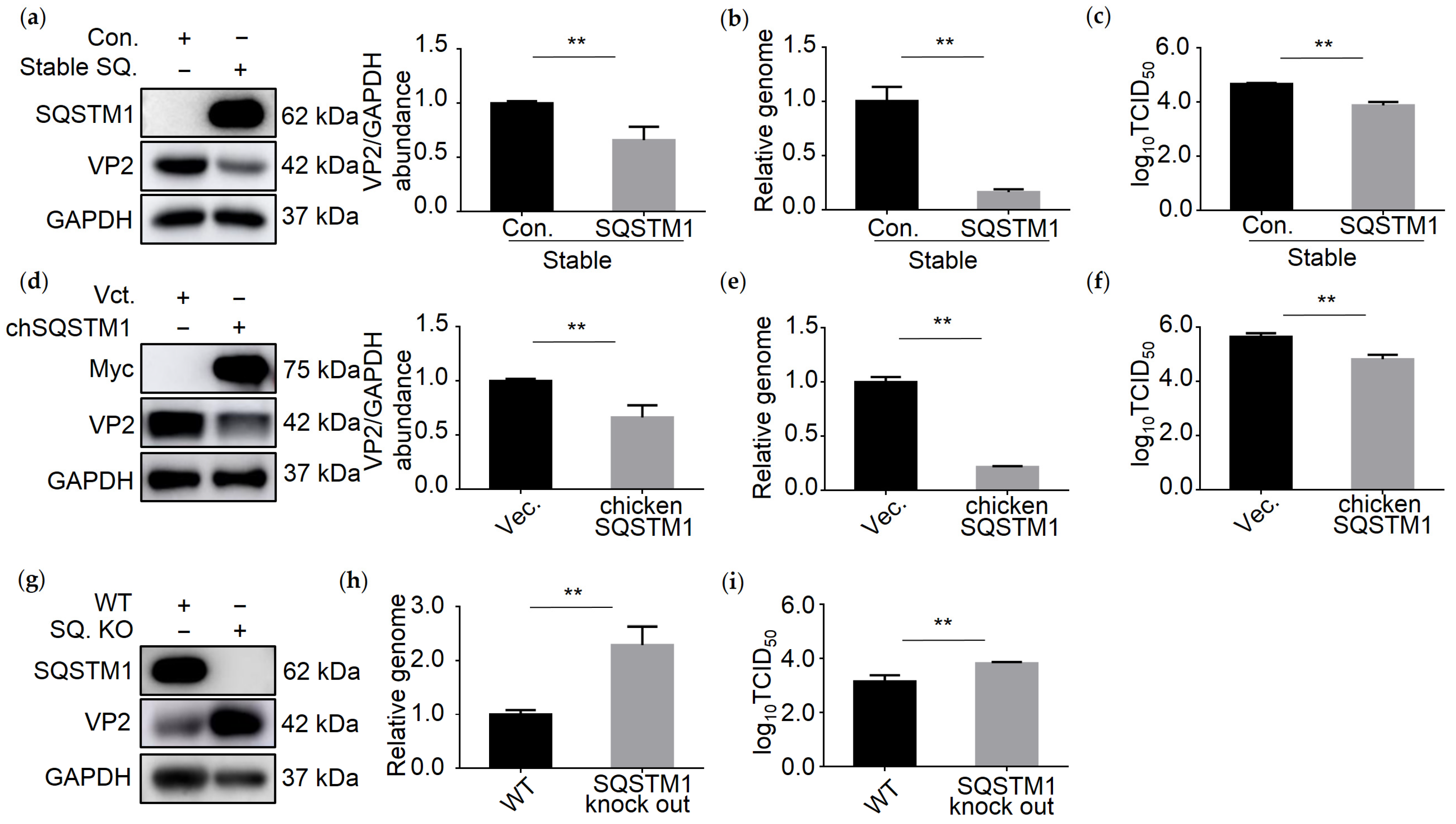 Viruses 13 02494 g004