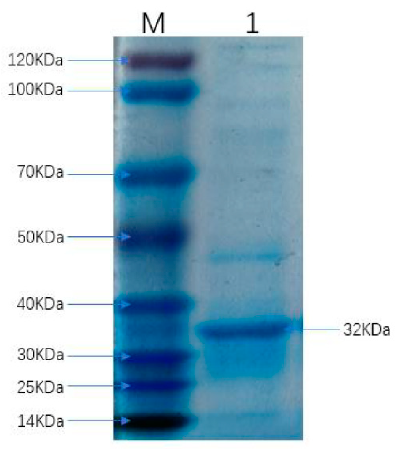 Viruses 13 02496 g002 550