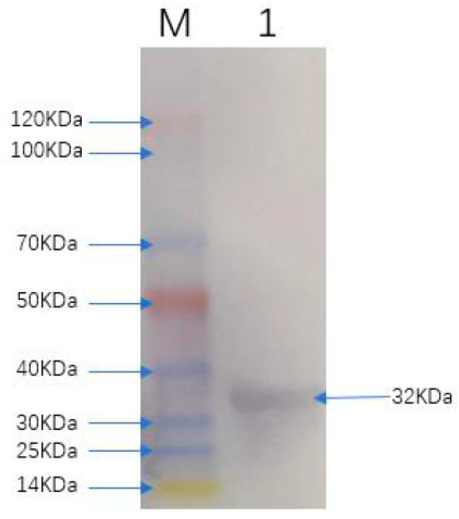 Viruses 13 02496 g003 550
