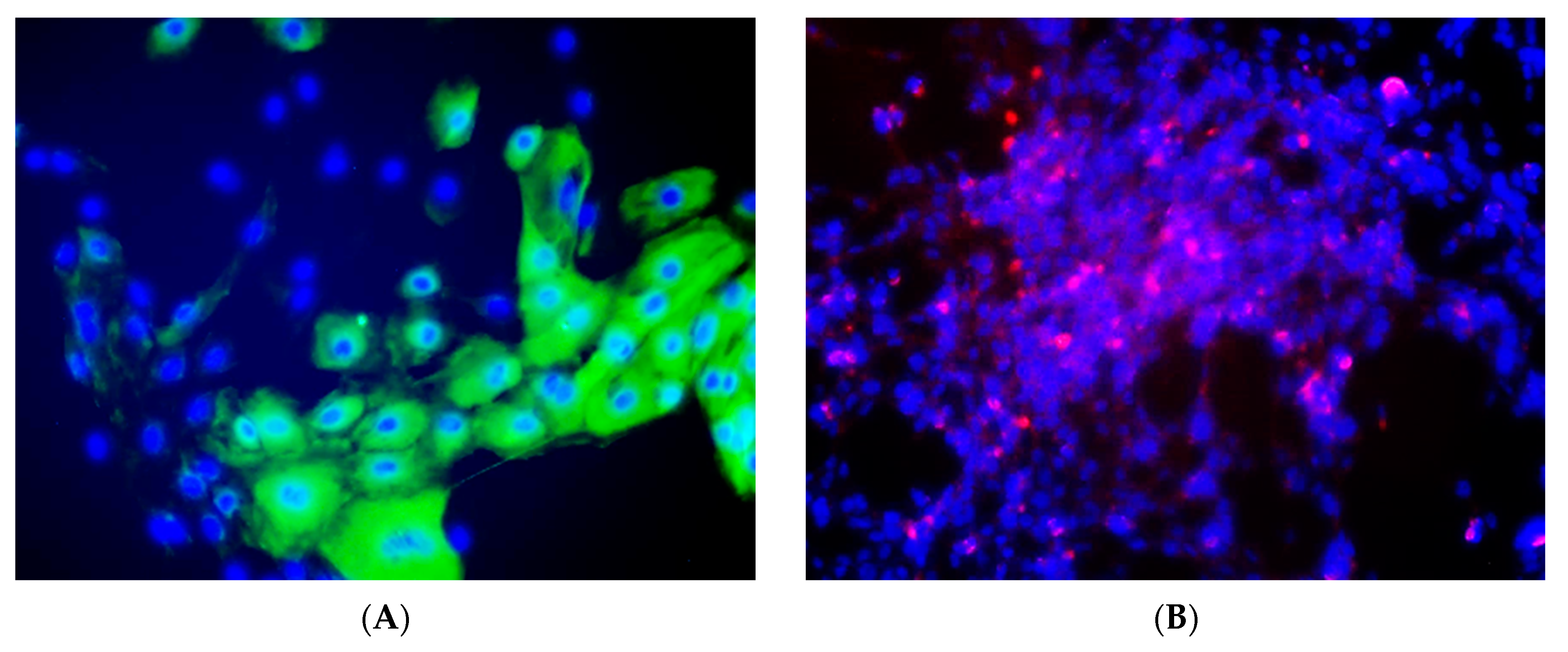 Viruses 13 02497 g001a