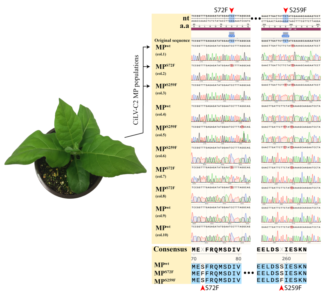 Viruses 13 02498 g003