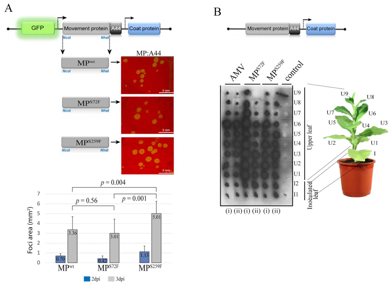Viruses 13 02498 g005