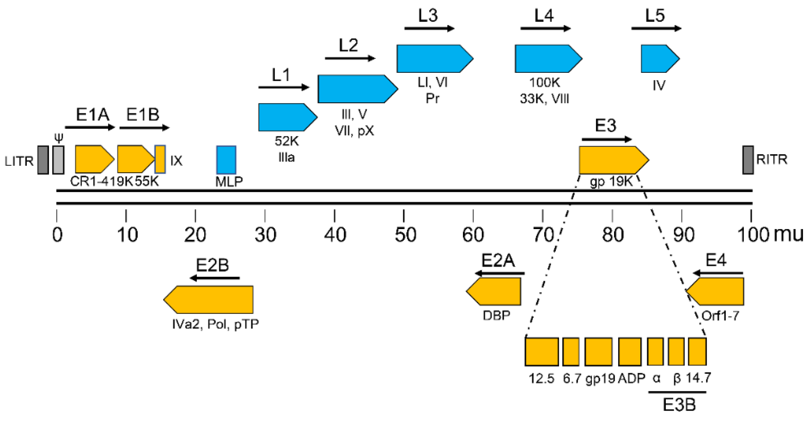 Viruses 13 02502 g001