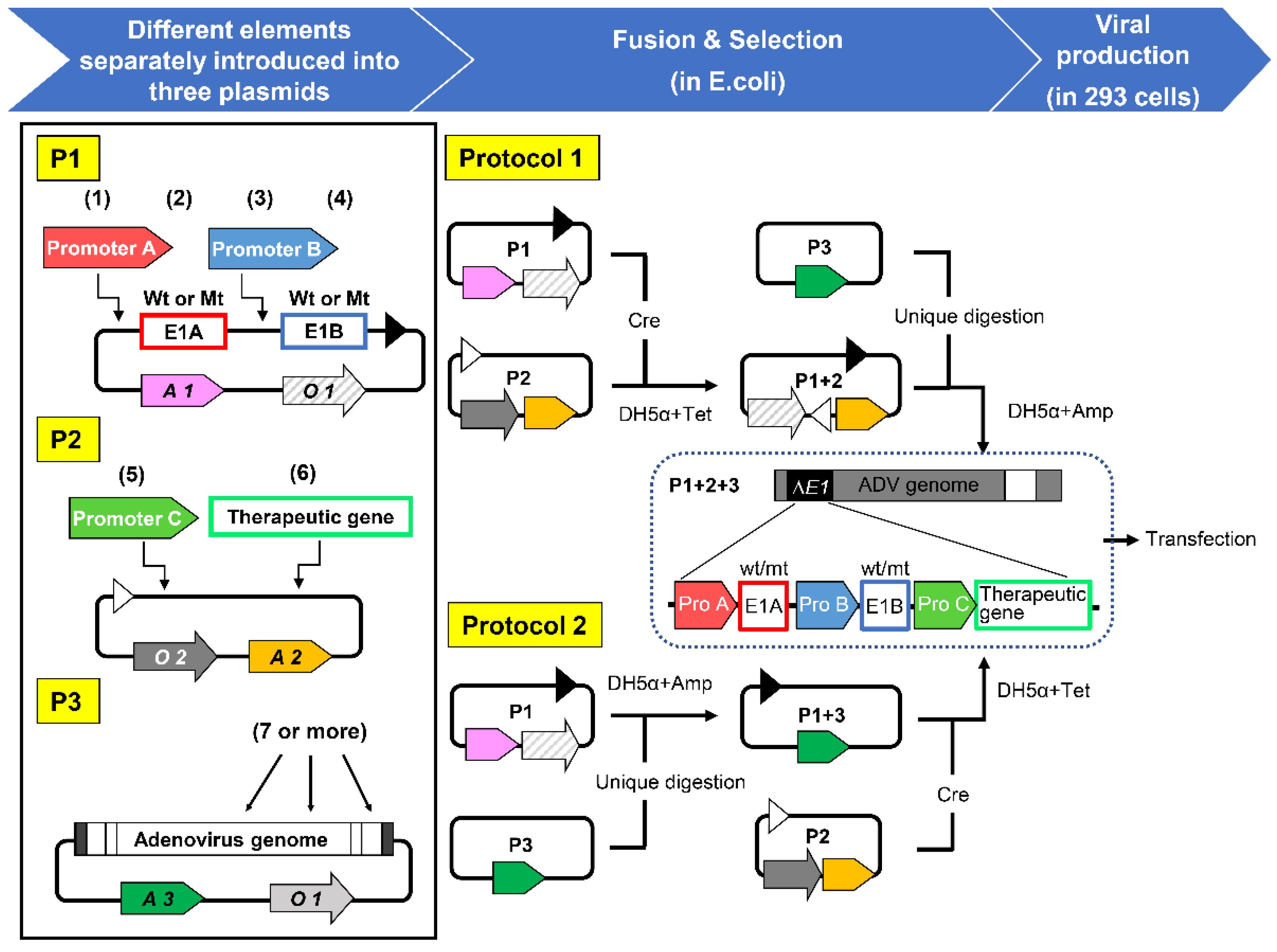 Viruses 13 02502 g002