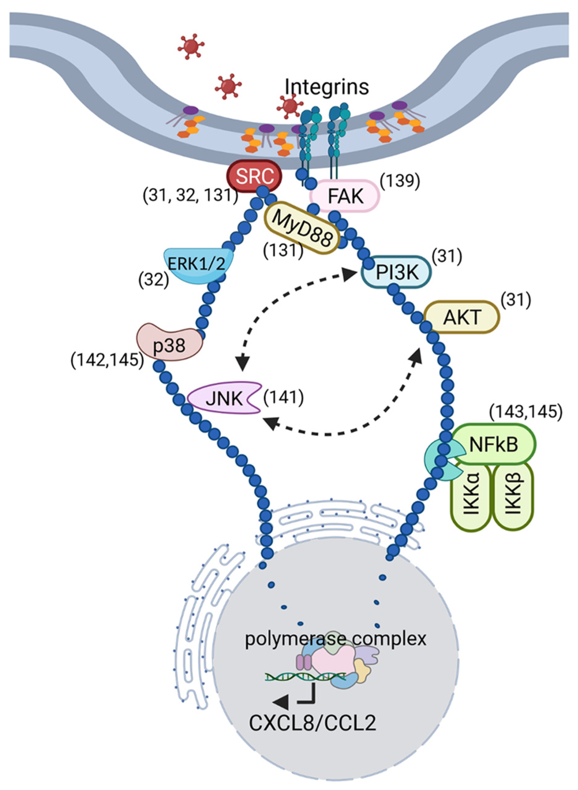 Viruses 13 02505 g002 Viruses 13 02505 g002
