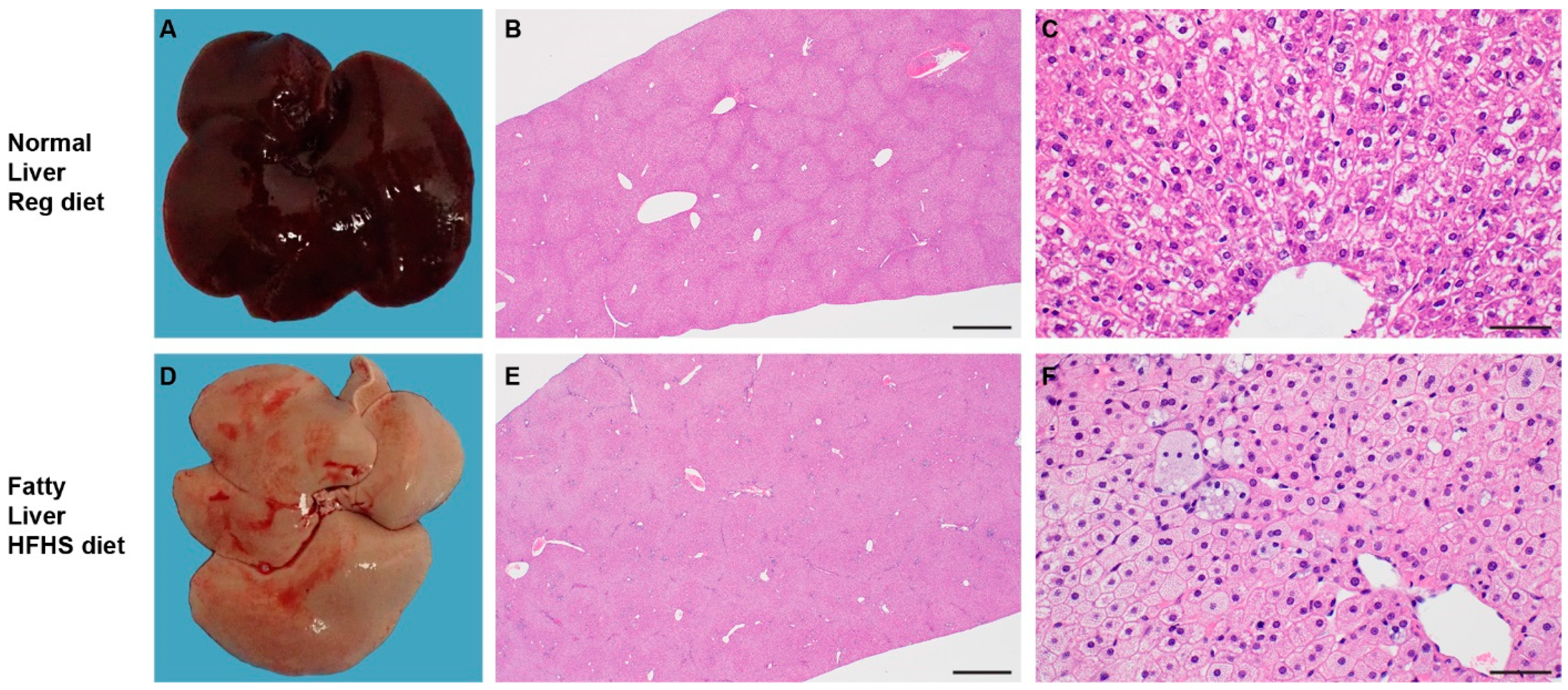 Viruses 13 02506 g002a 550