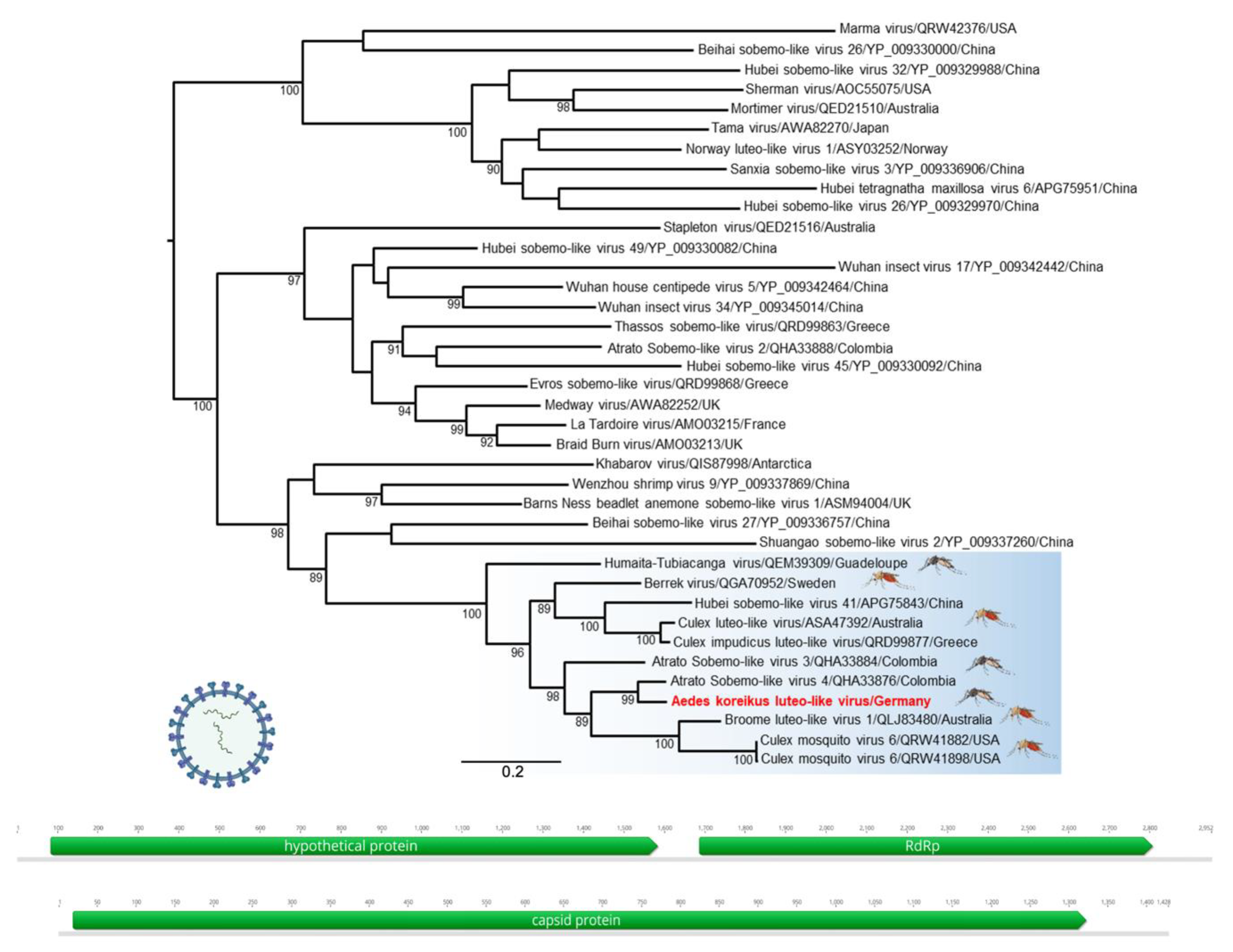 Viruses 13 02507 g001