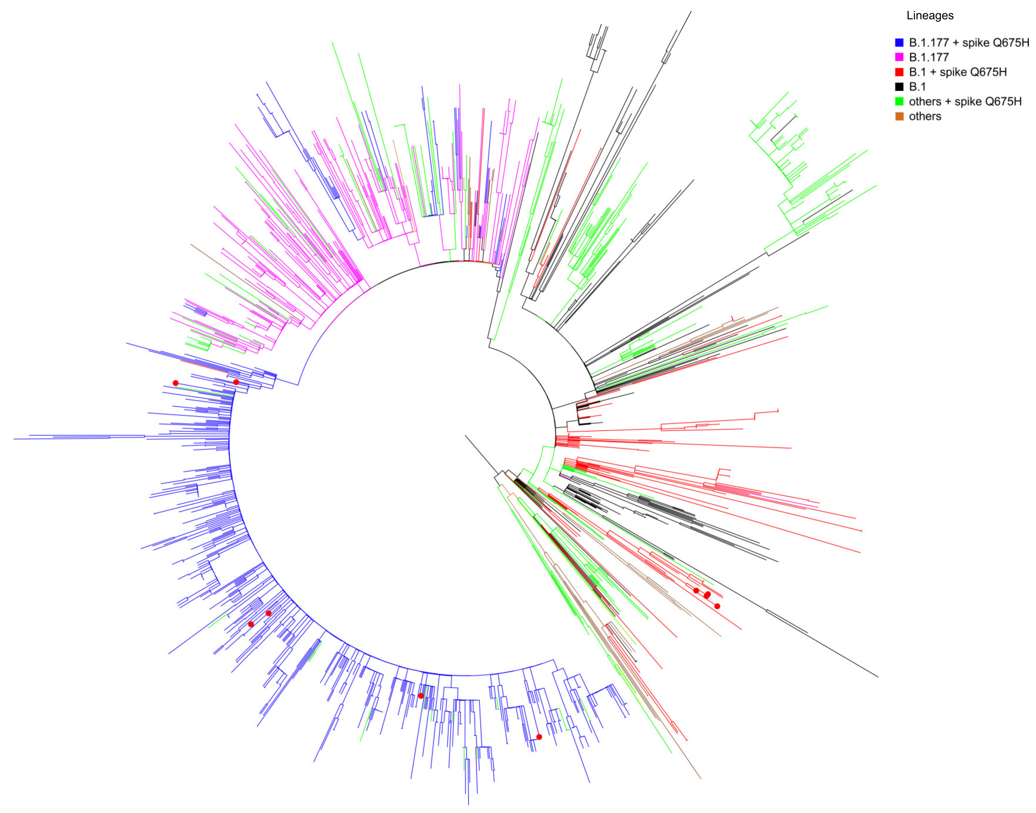 Viruses 13 02511 g002