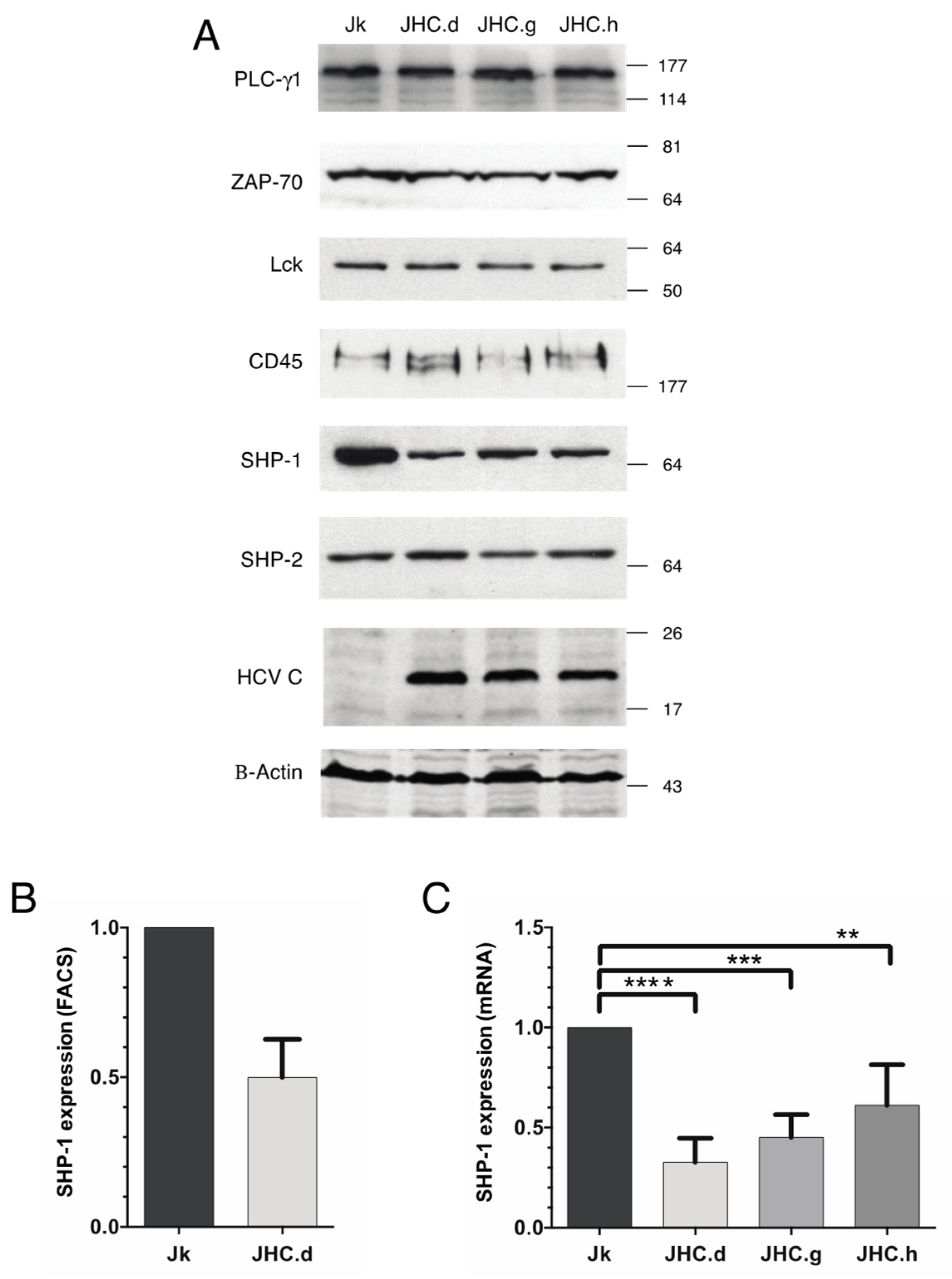 Viruses 13 02514 g002 Viruses 13 02514 g002