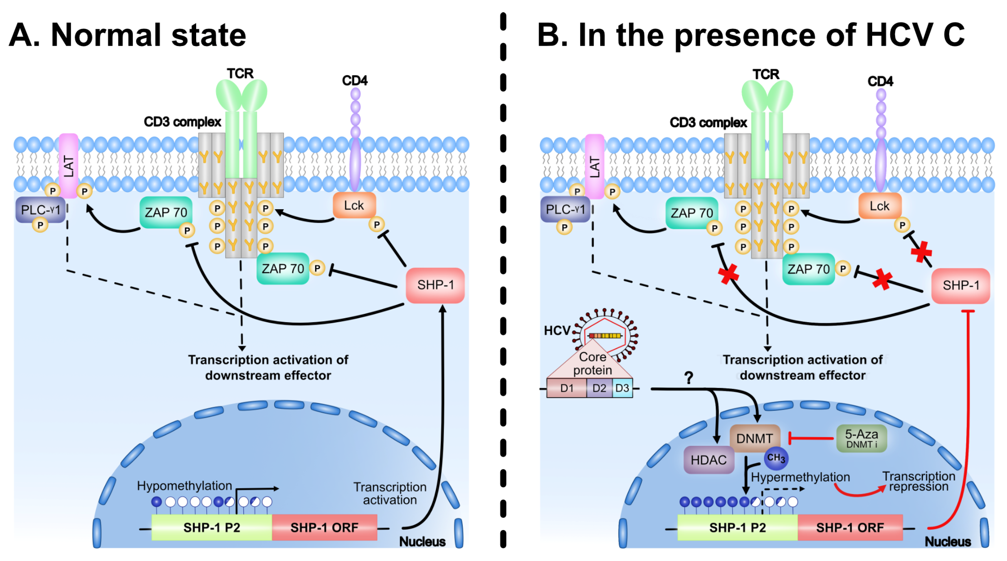 Viruses 13 02514 g008 Viruses 13 02514 g008