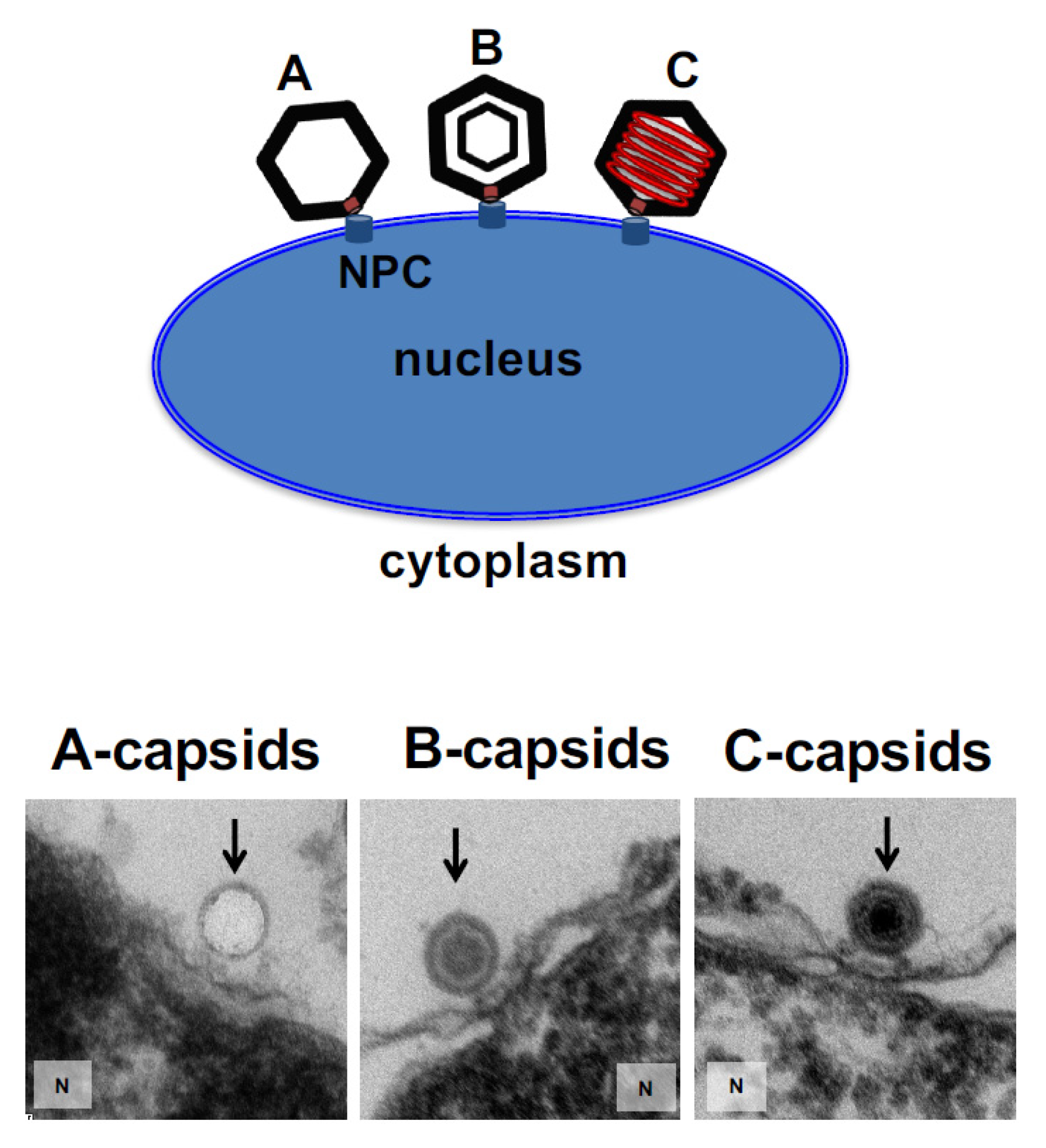 Viruses 13 02515 g002