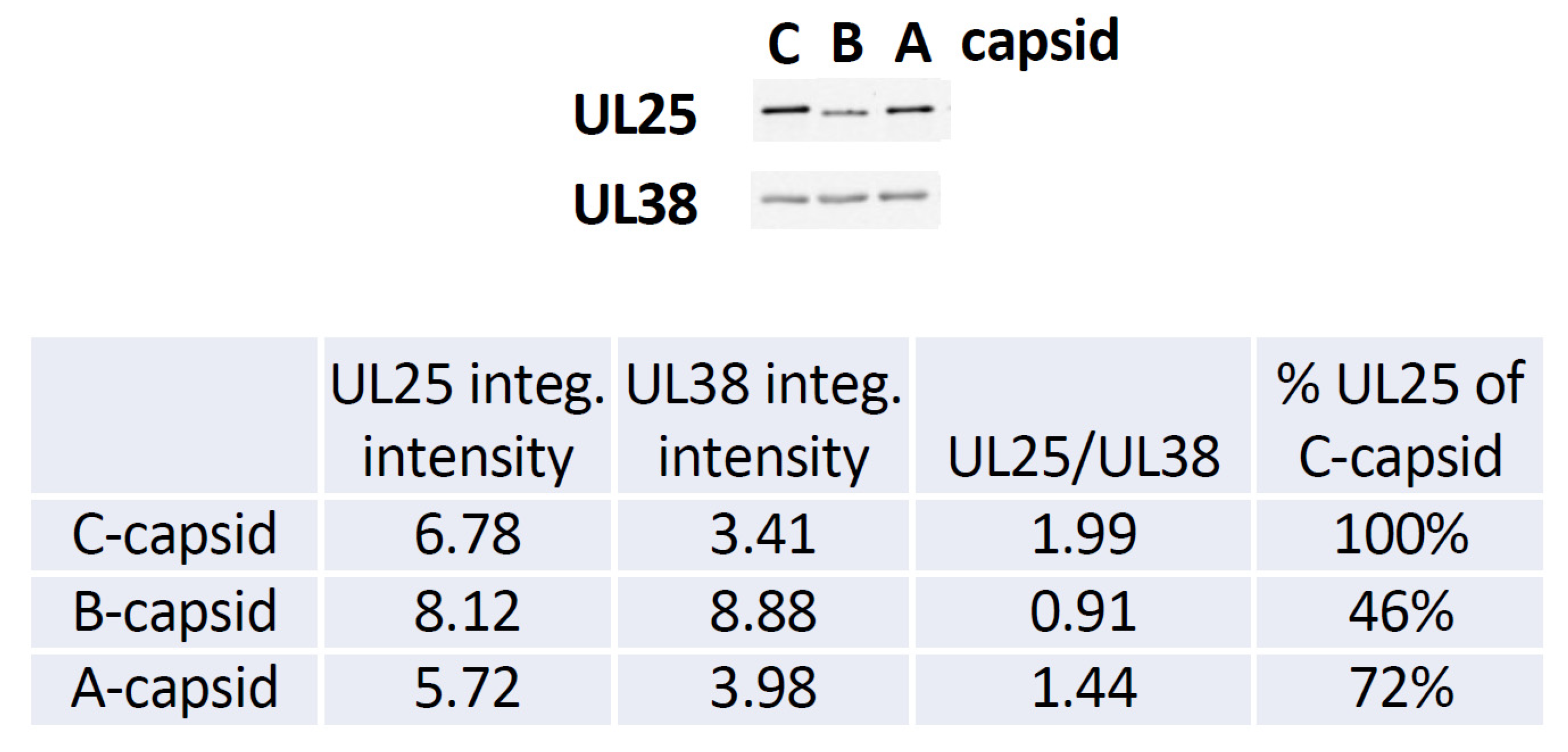Viruses 13 02515 g005