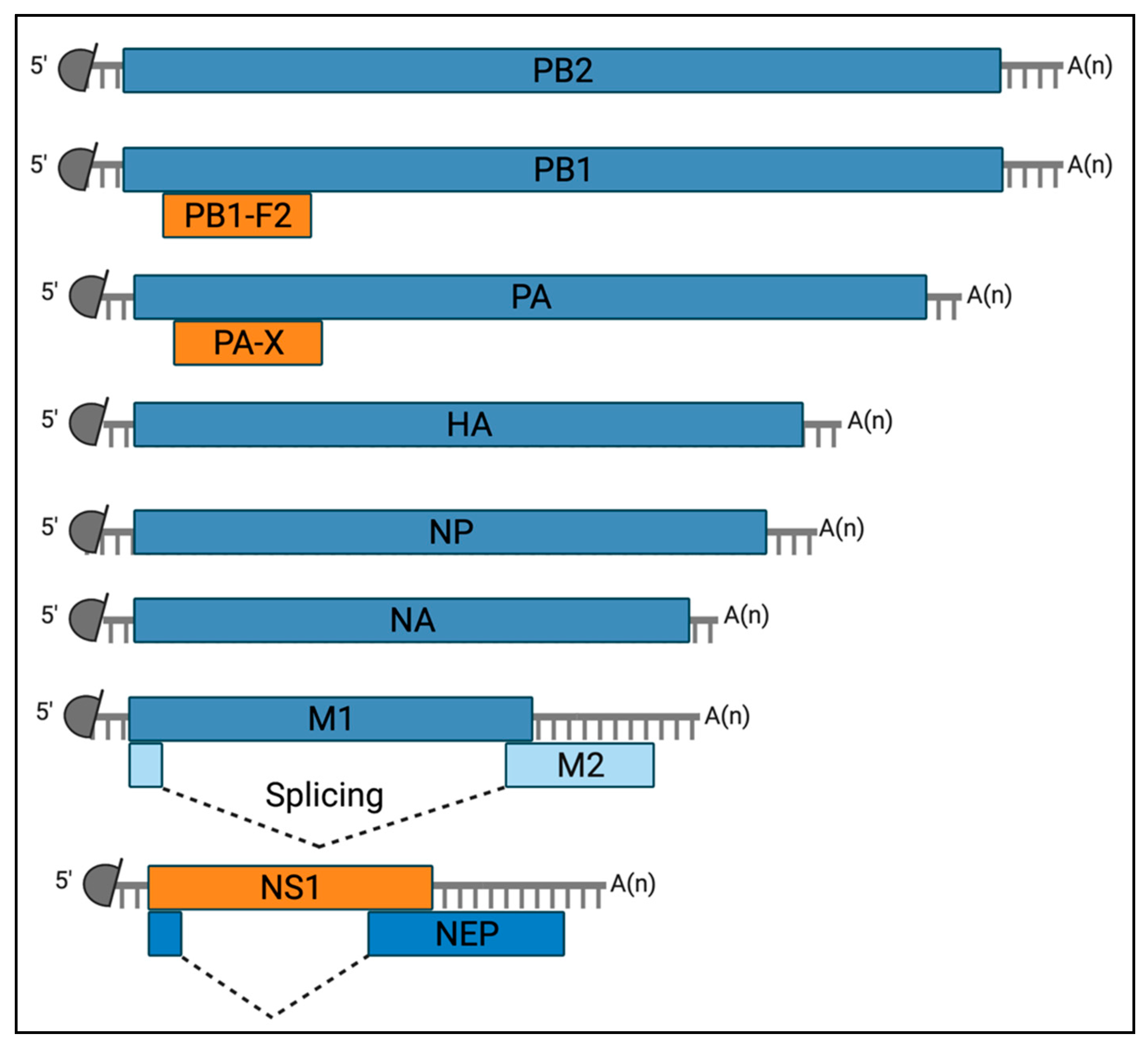 Viruses 13 02519 g002