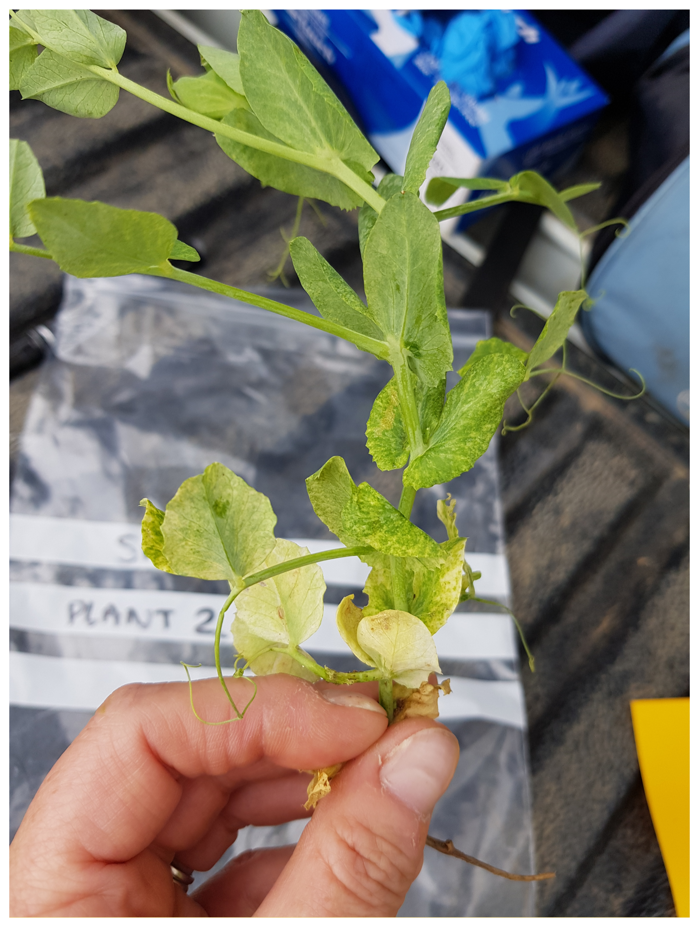 Viruses 13 02530 g002