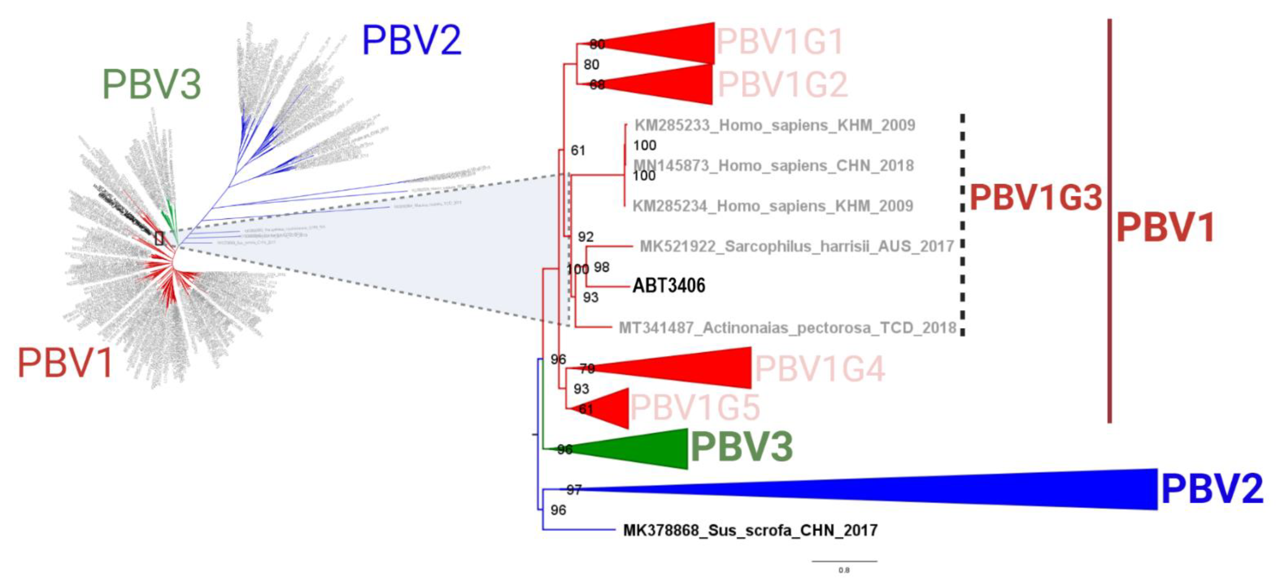 Viruses 13 02534 g002 Viruses 13 02534 g002