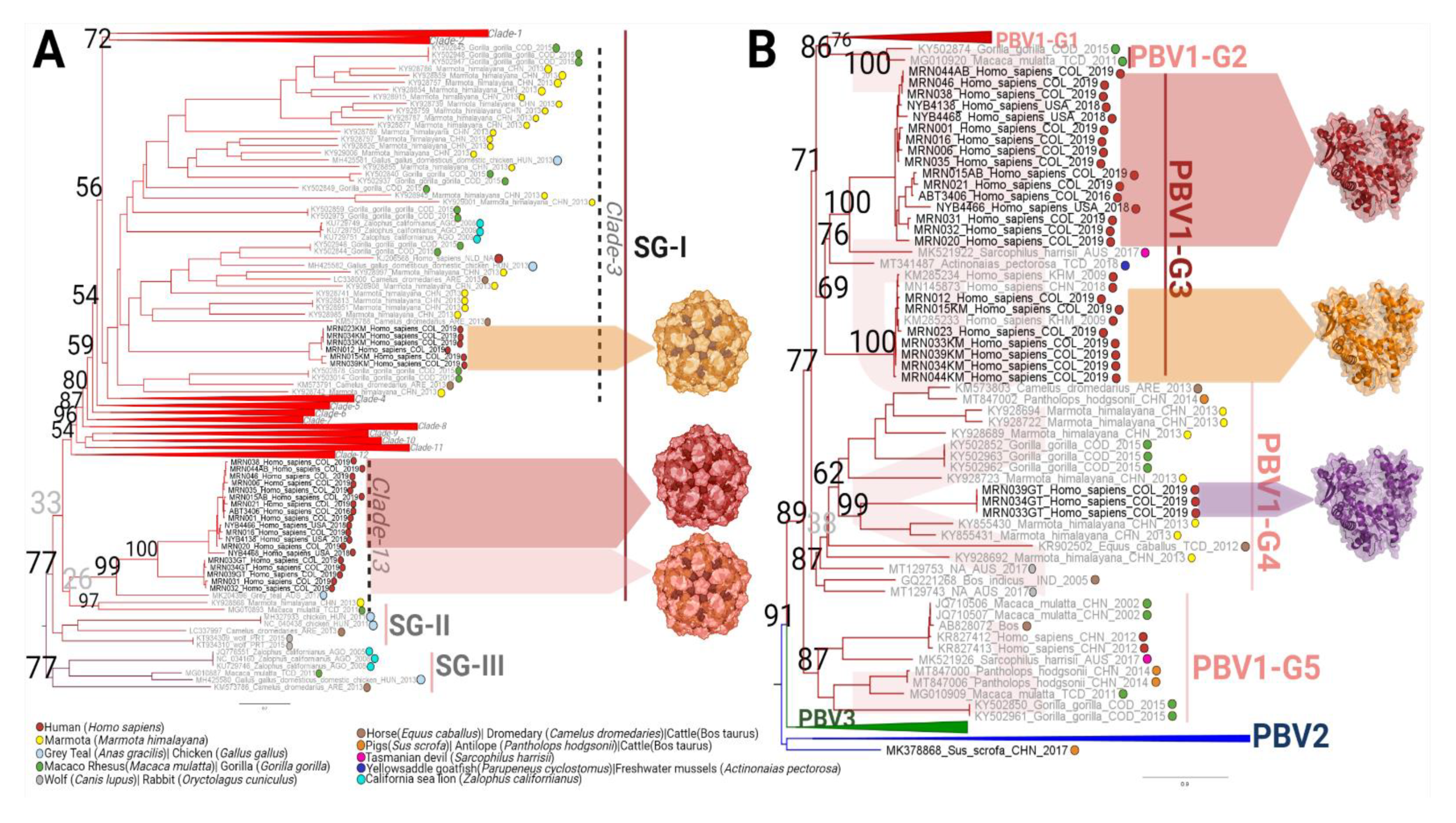 Viruses 13 02534 g004 Viruses 13 02534 g004