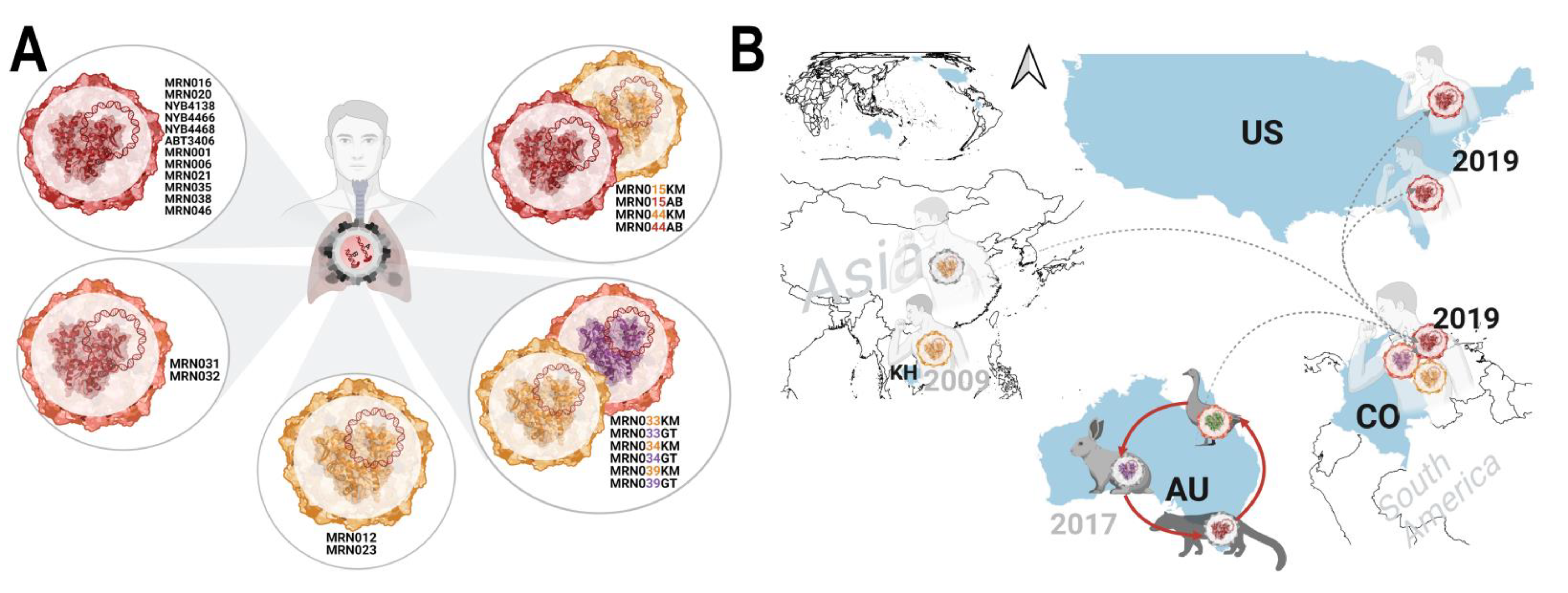 Viruses 13 02534 g006 Viruses 13 02534 g006