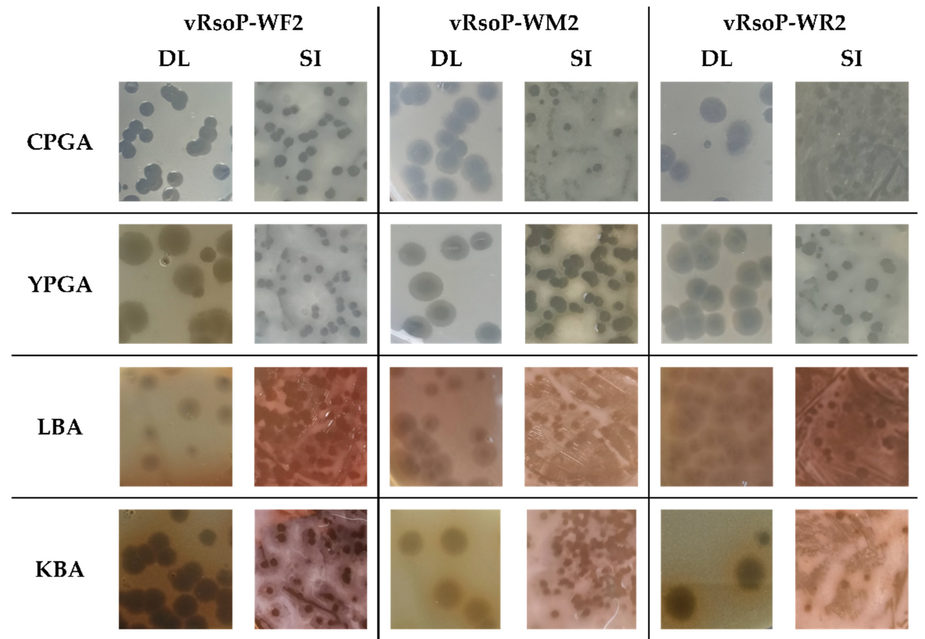 Viruses 13 02539 g001